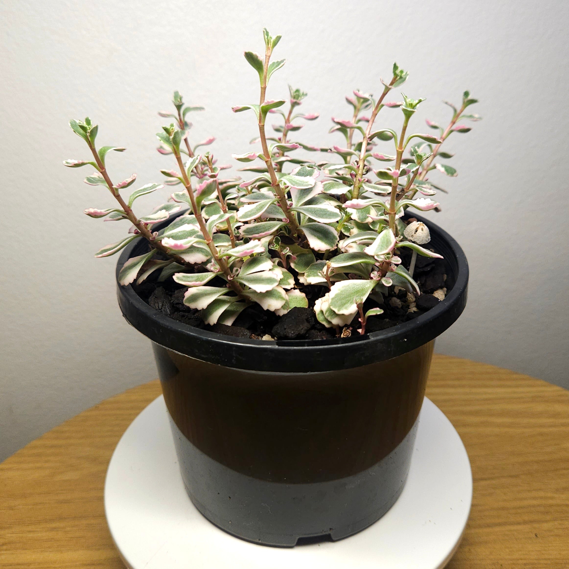 Sedum spurium Tricolour