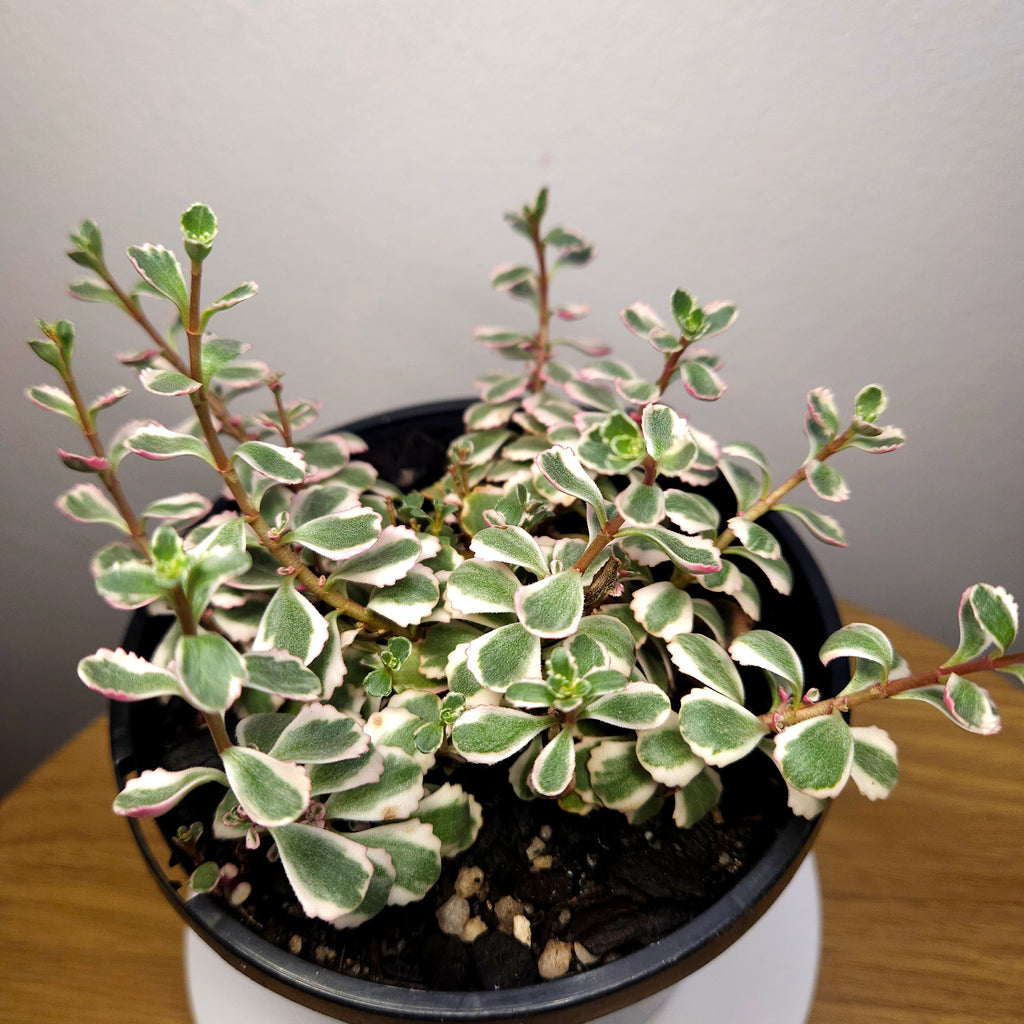 Sedum spurium Tricolour