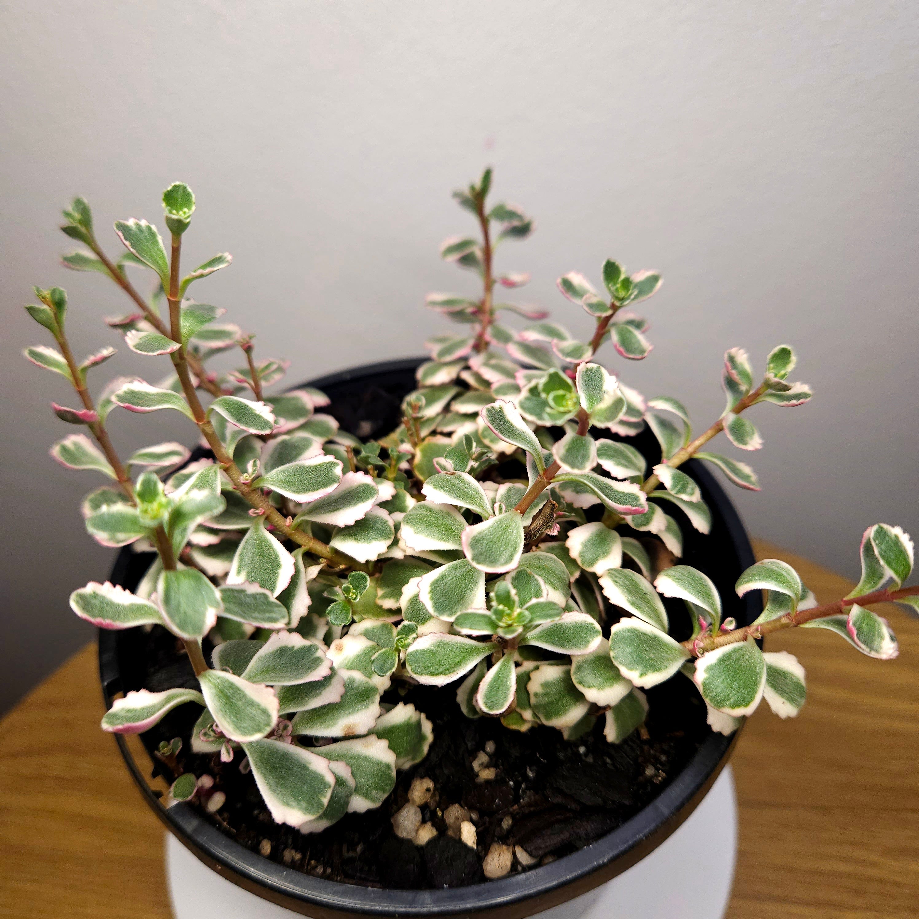 Sedum spurium Tricolour