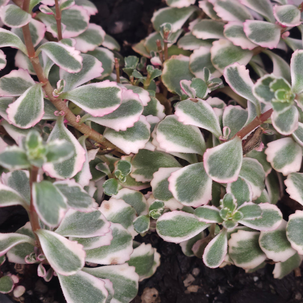Sedum spurium Tricolour