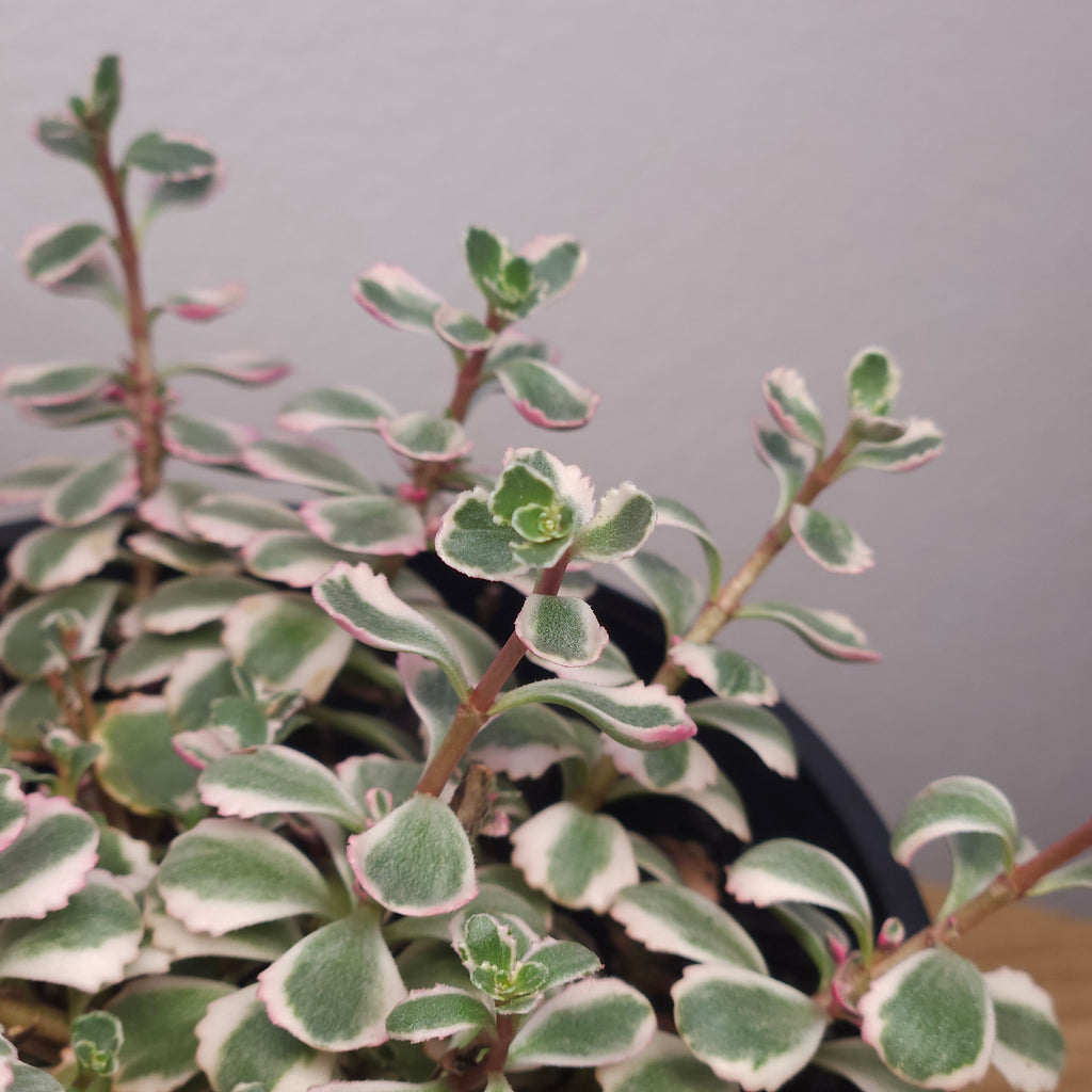 Sedum spurium Tricolour