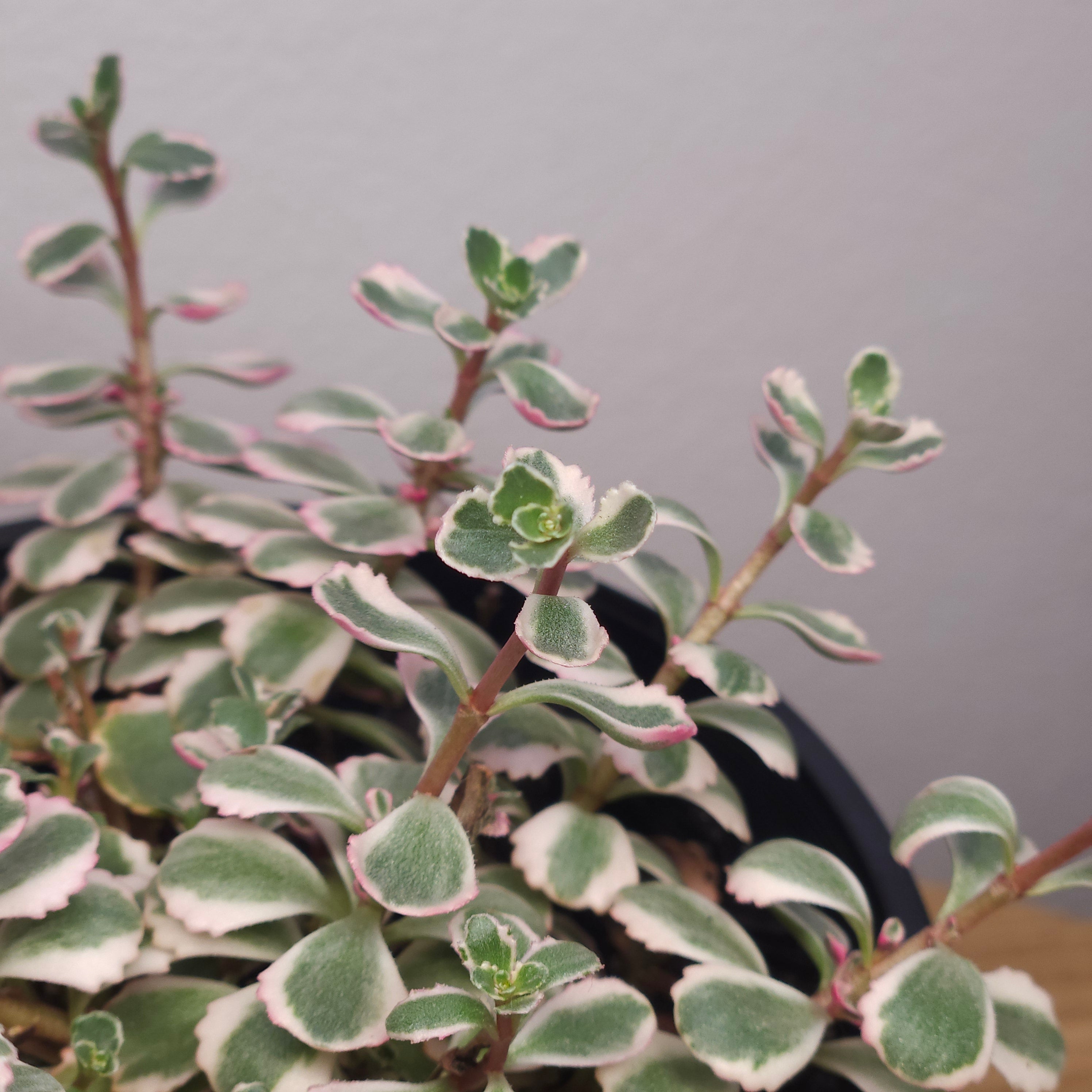 Sedum spurium Tricolour