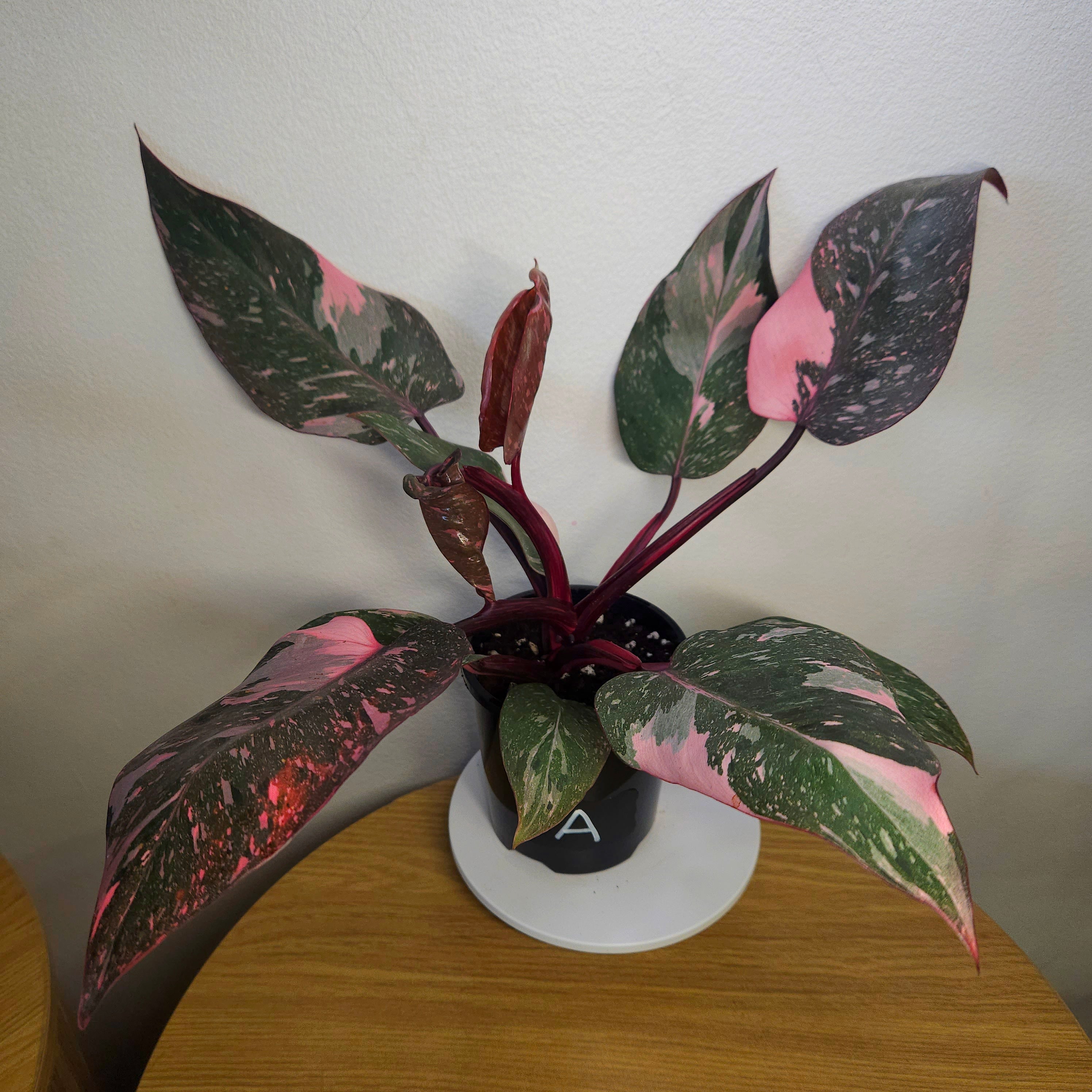 Philodendron Pink Princess Galaxy HIGH Marble Variegated RARE
