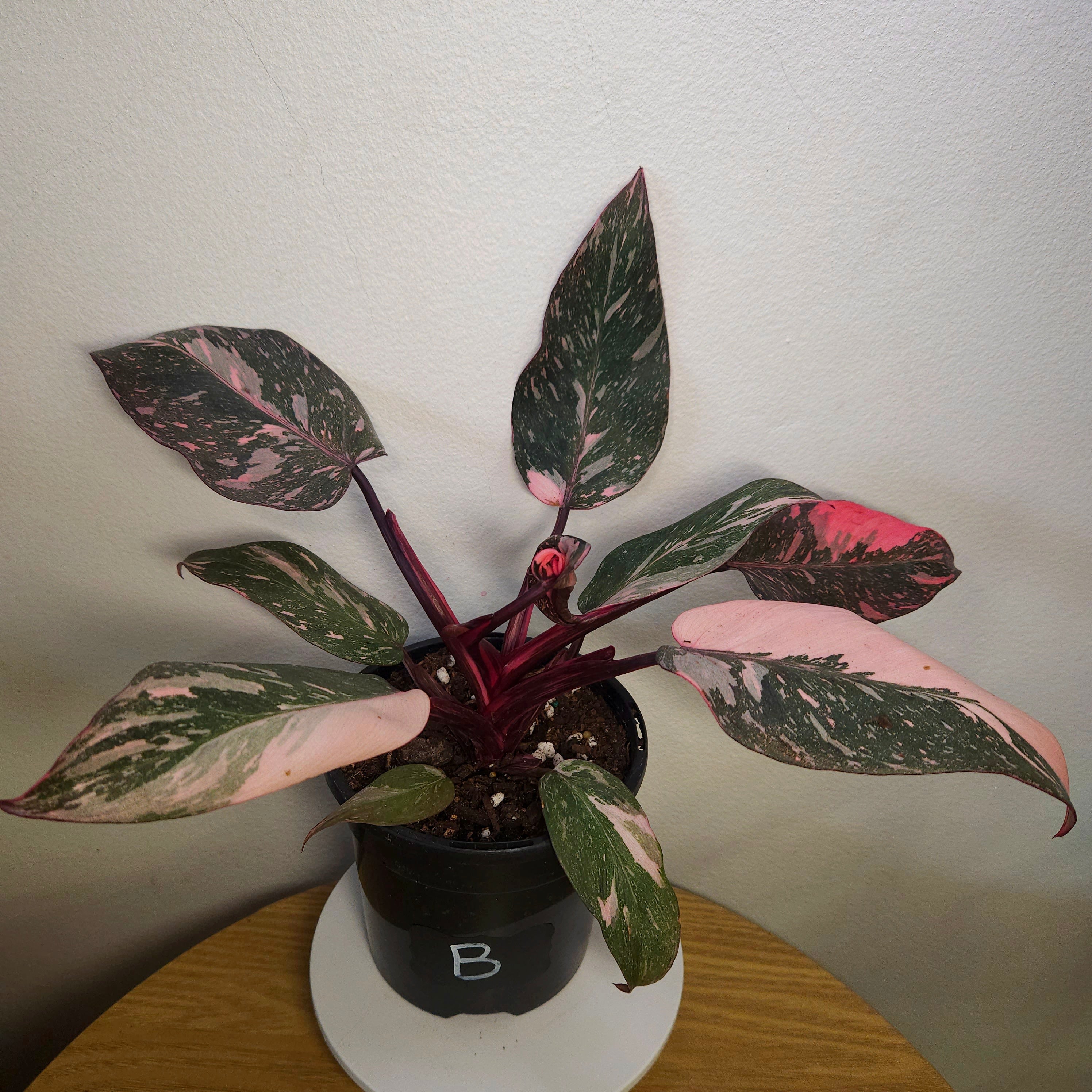 Philodendron Pink Princess Galaxy HIGH Marble Variegated RARE
