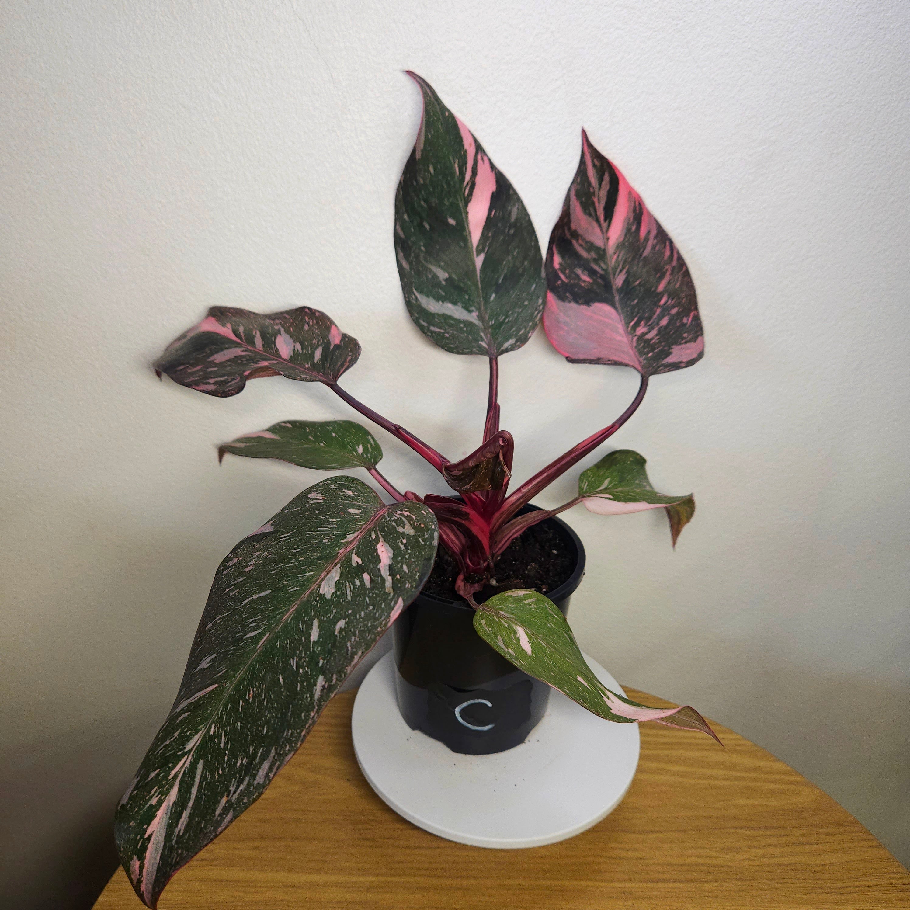 Philodendron Pink Princess Galaxy HIGH Marble Variegated RARE