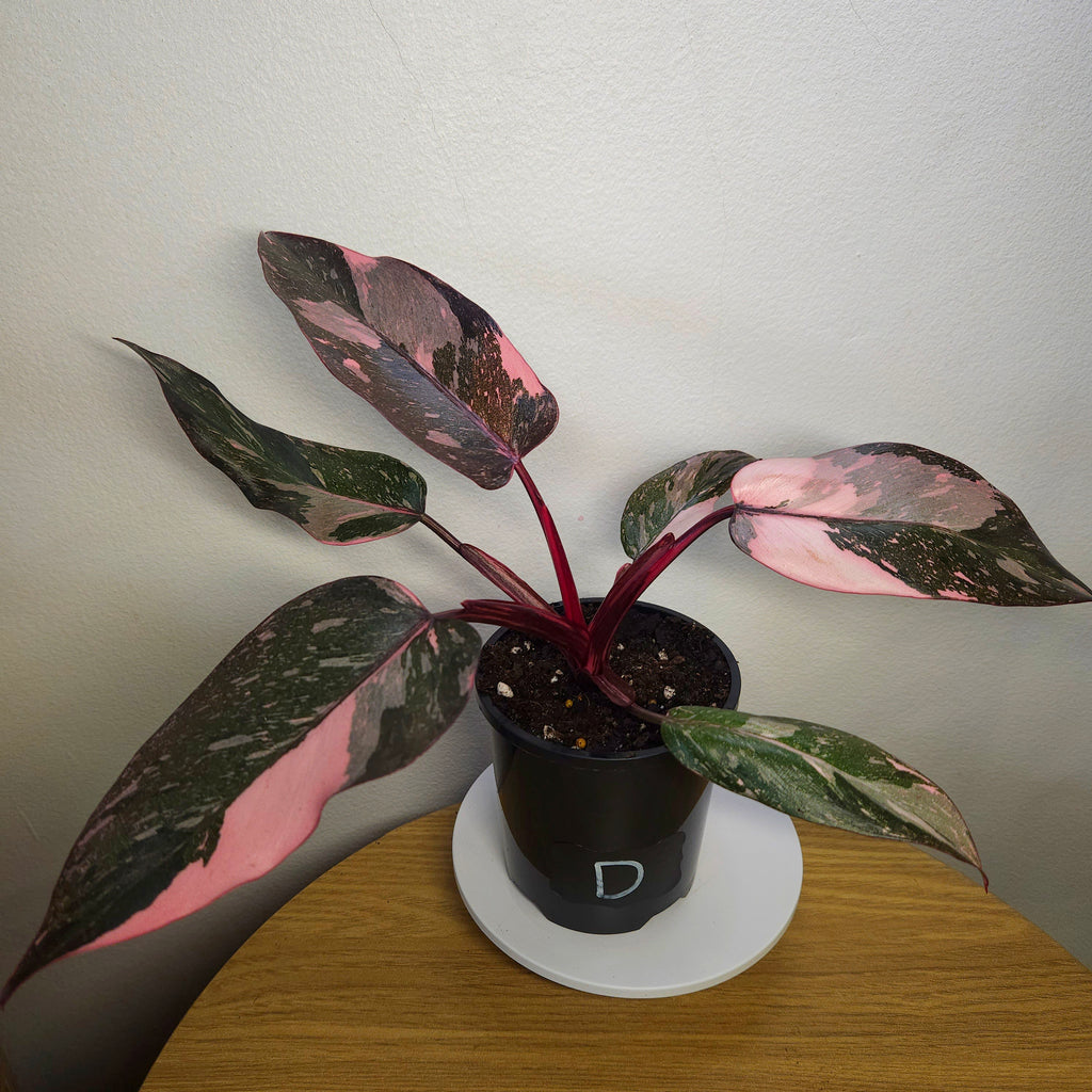 Philodendron Pink Princess Galaxy HIGH Marble Variegated RARE