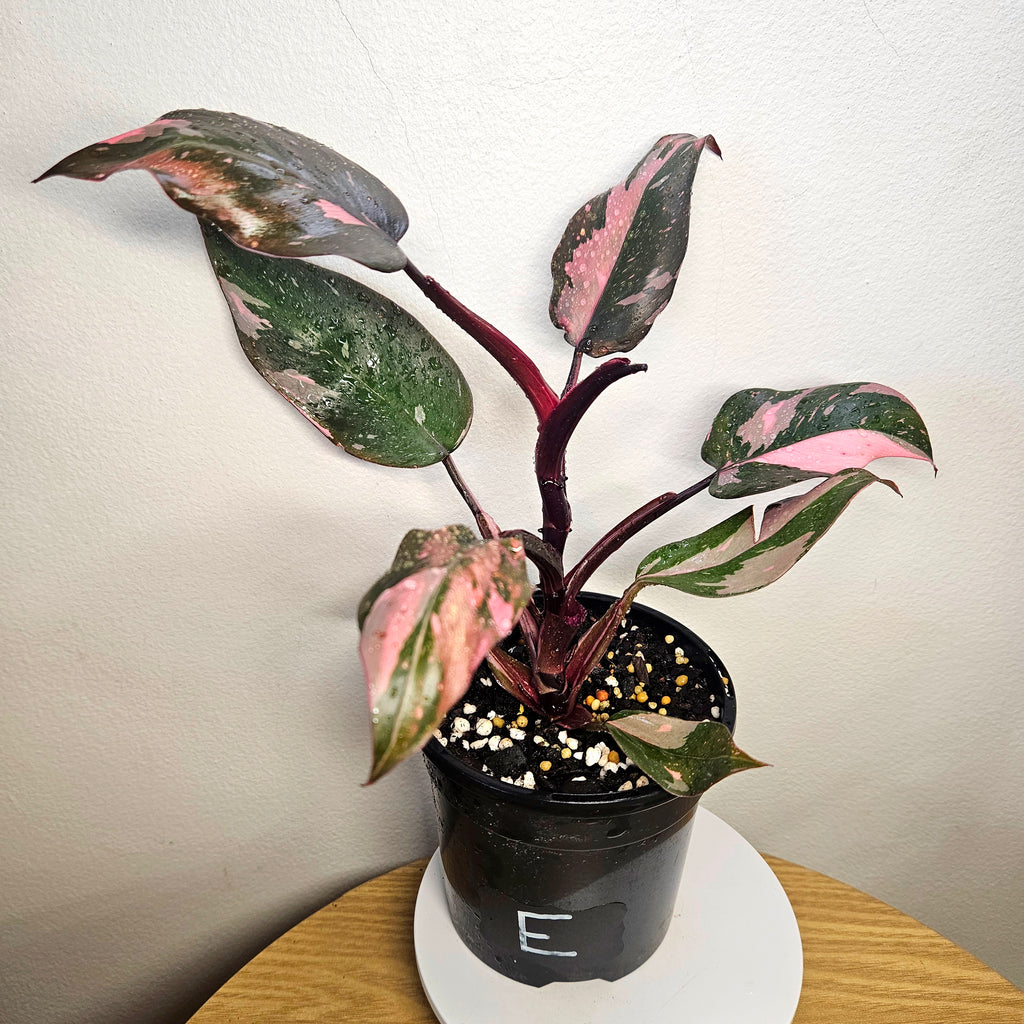 Philodendron Pink Princess Galaxy HIGH Marble Variegated RARE