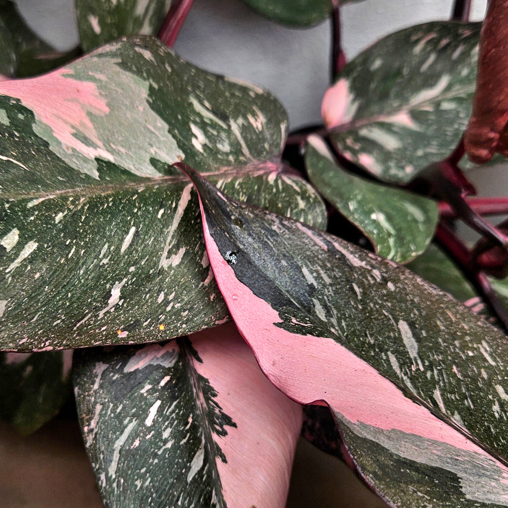 Philodendron Pink Princess Galaxy HIGH Marble Variegated RARE