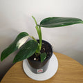 Monstera standleyana 'Strikingly Variegated'