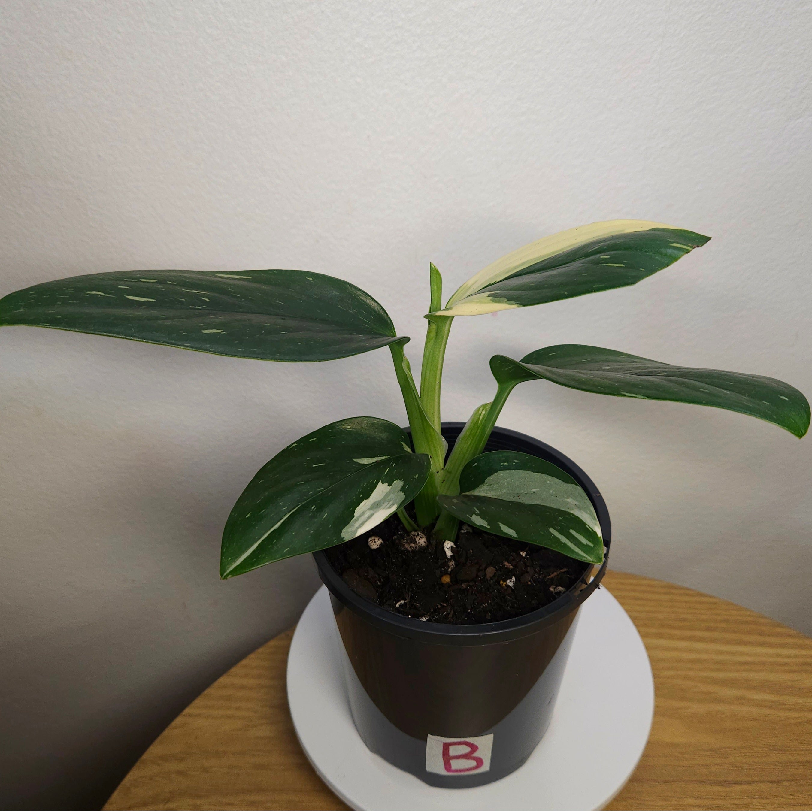 Monstera standleyana 'Strikingly Variegated'
