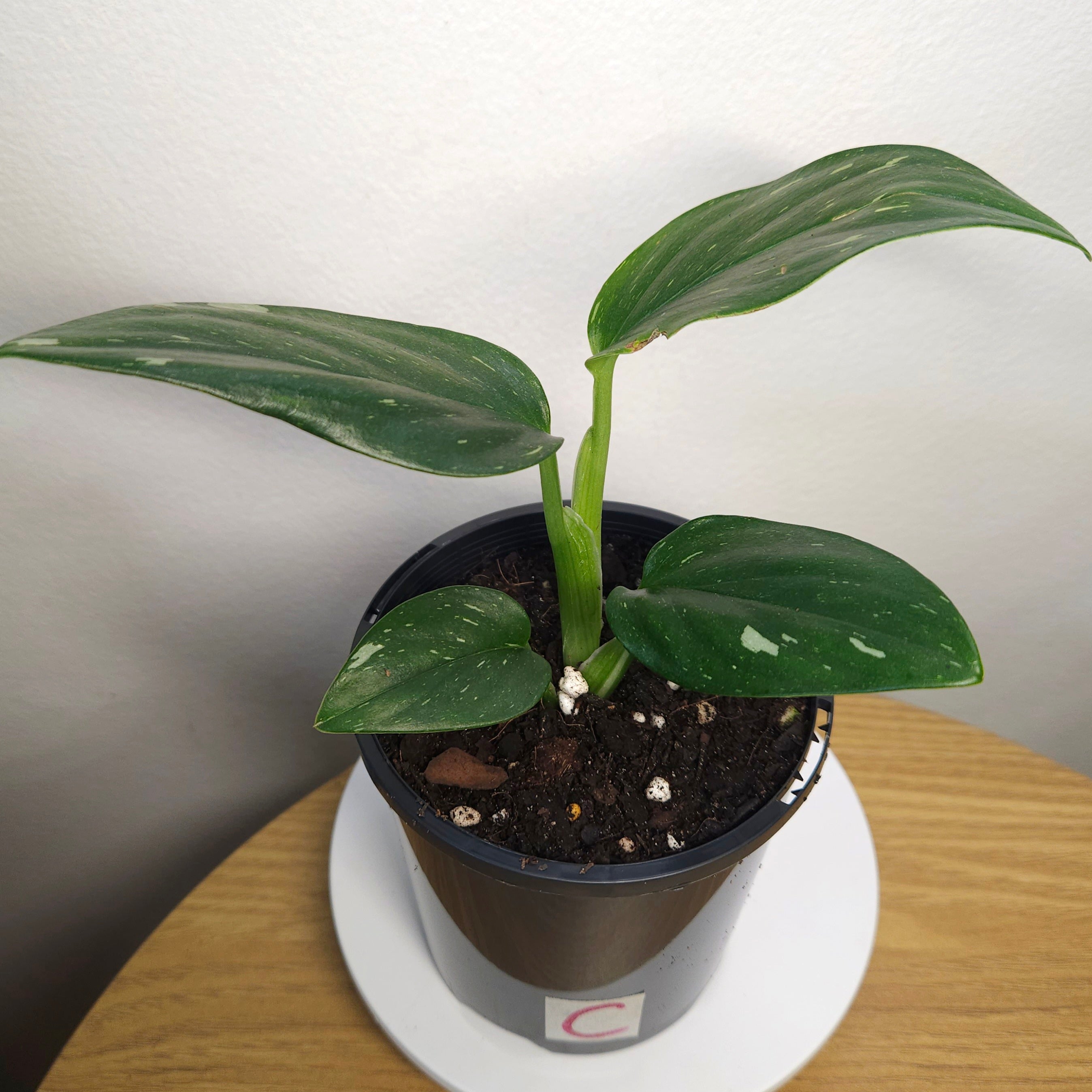 Monstera standleyana 'Strikingly Variegated'