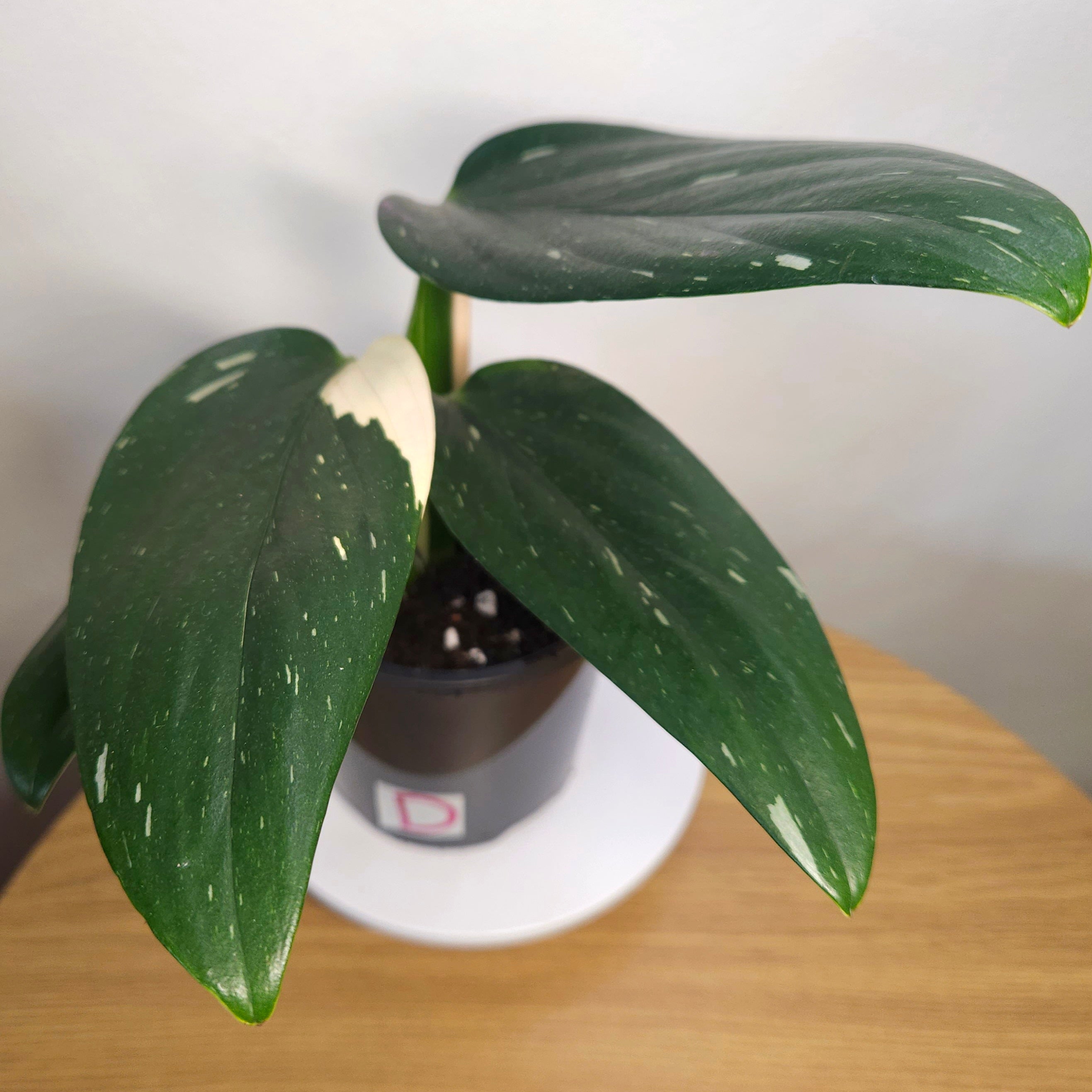 Monstera standleyana 'Strikingly Variegated'