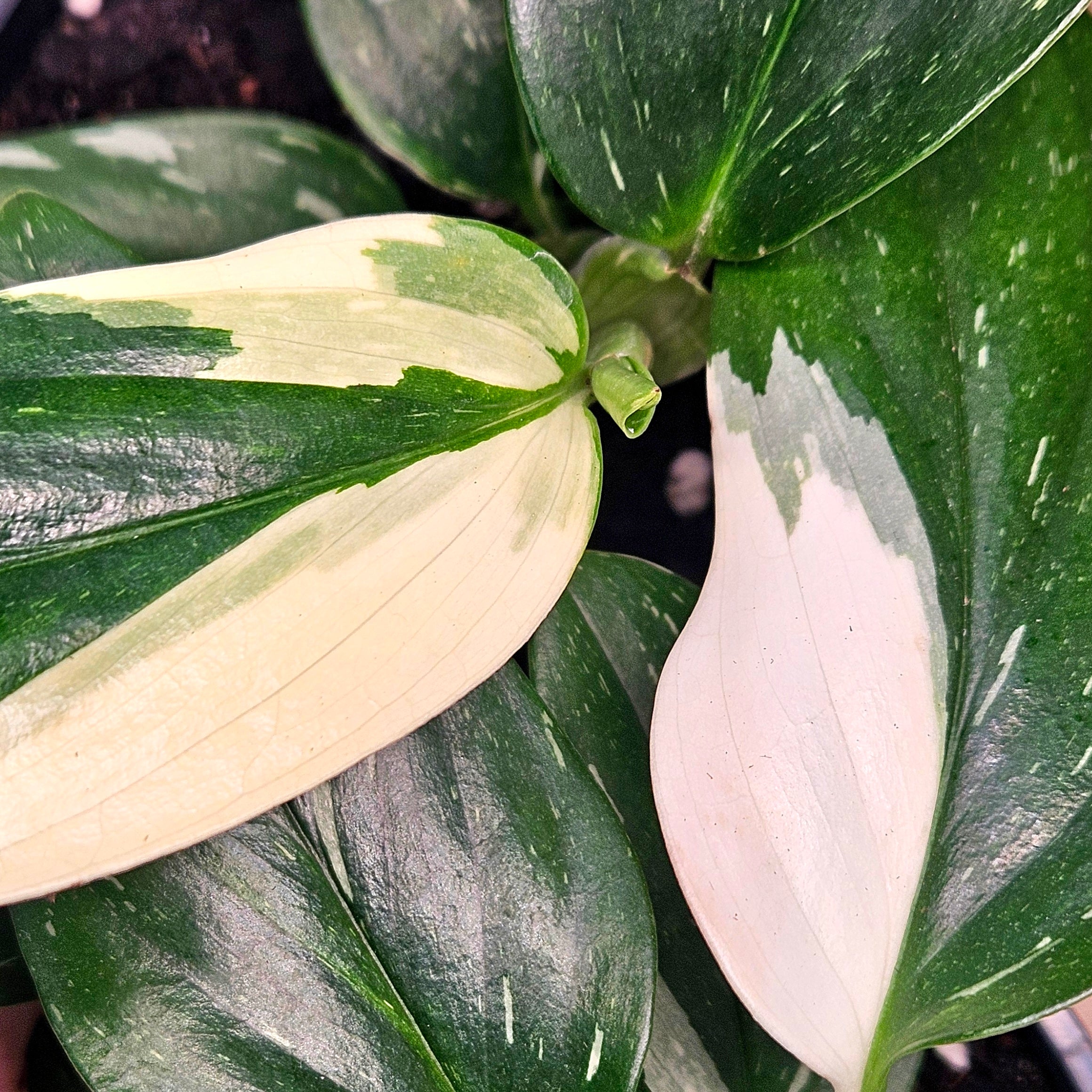 Monstera standleyana 'Strikingly Variegated'
