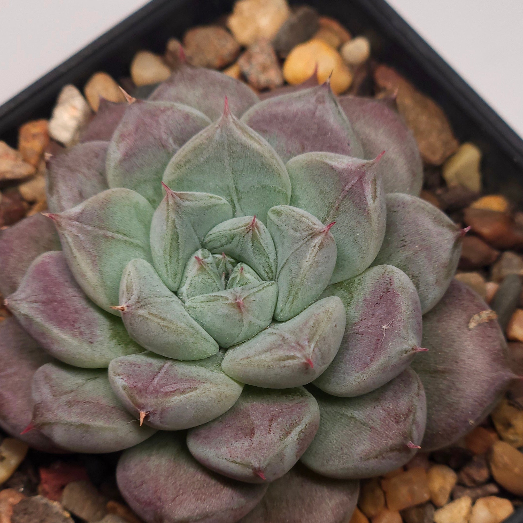 Succulent Nugget Box