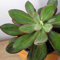 Painted Echevarias - Echeveria nodulosa - 15cm dia