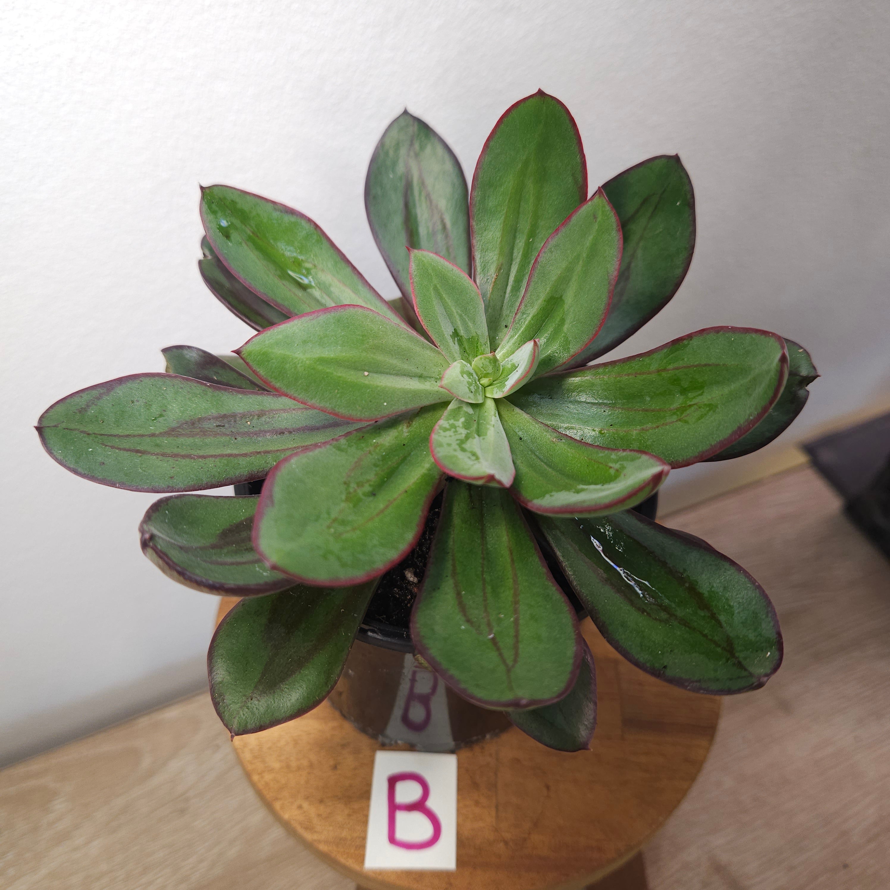 Painted Echevarias - Echeveria nodulosa - 15cm dia