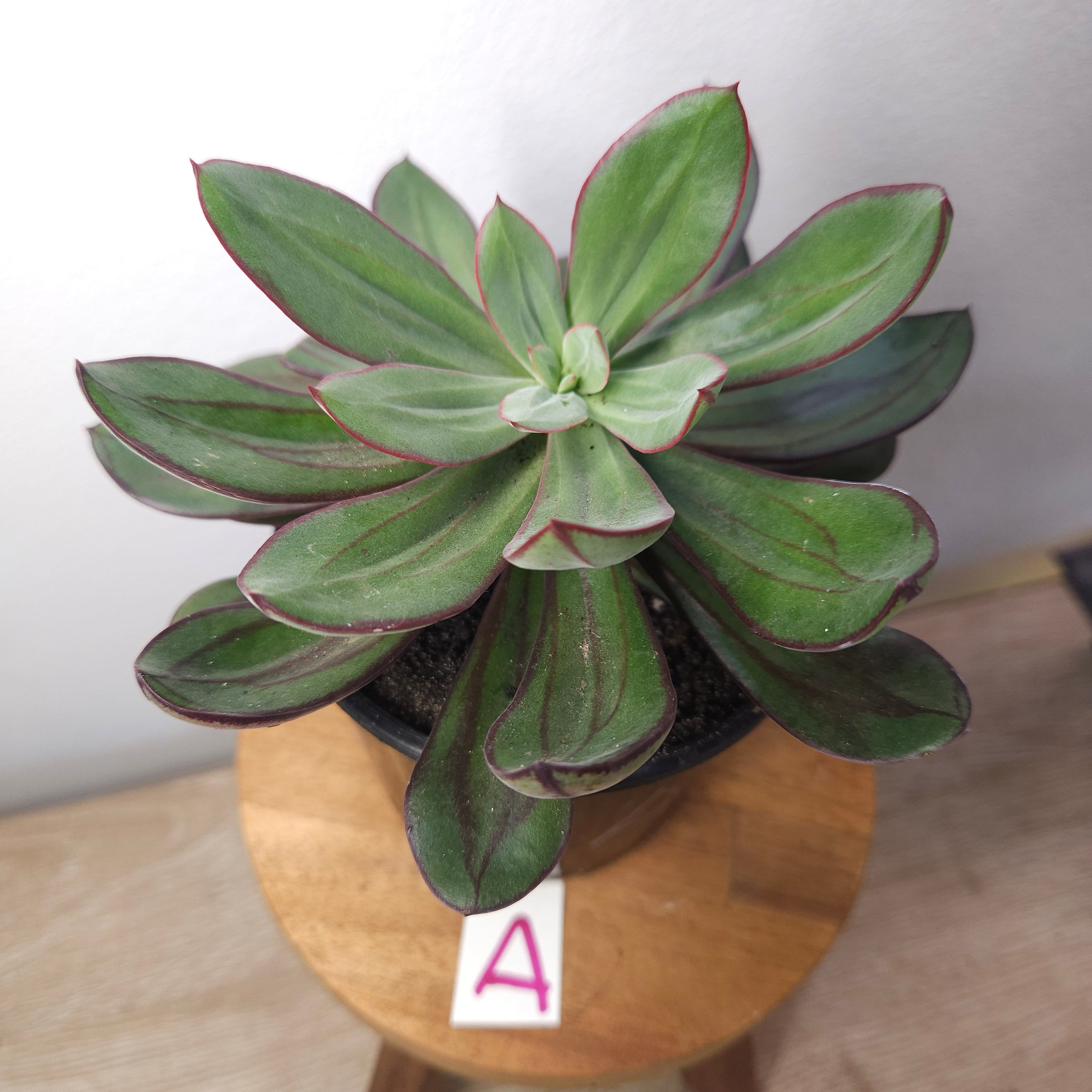 Painted Echevarias - Echeveria nodulosa - 15cm dia