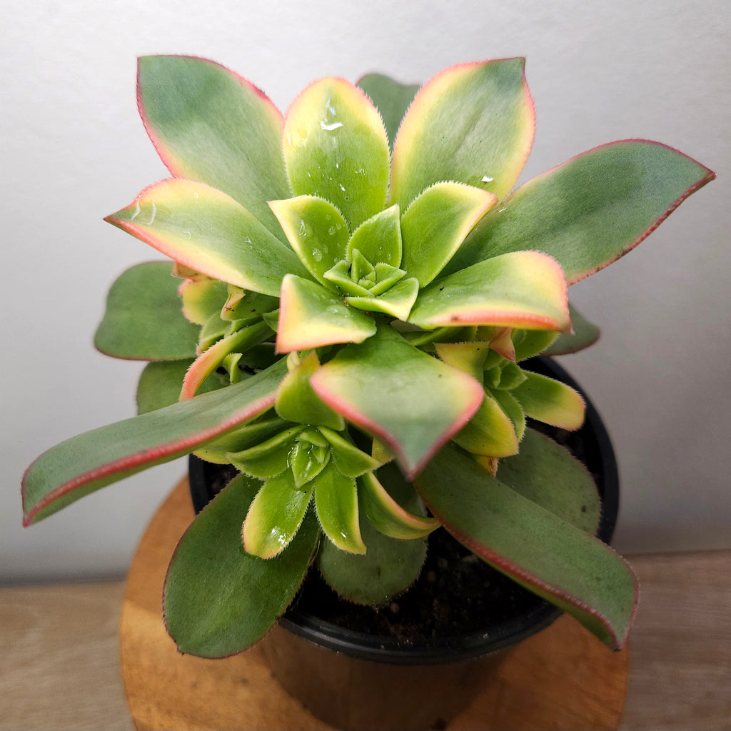 Aeonium Tricolour - Tricolour Houseleek