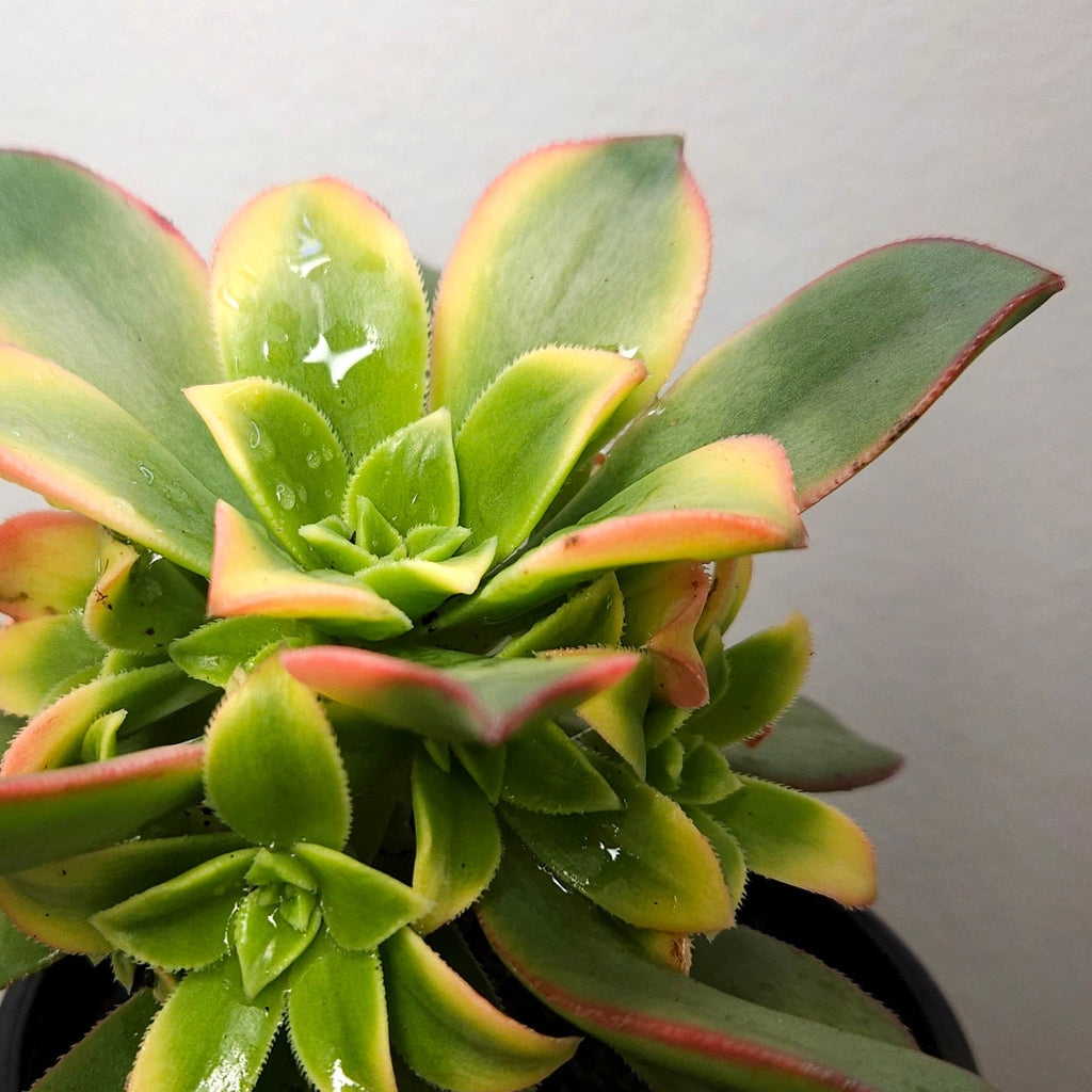Aeonium Tricolour - Tricolour Houseleek