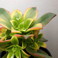 Aeonium Tricolour - Tricolour Houseleek