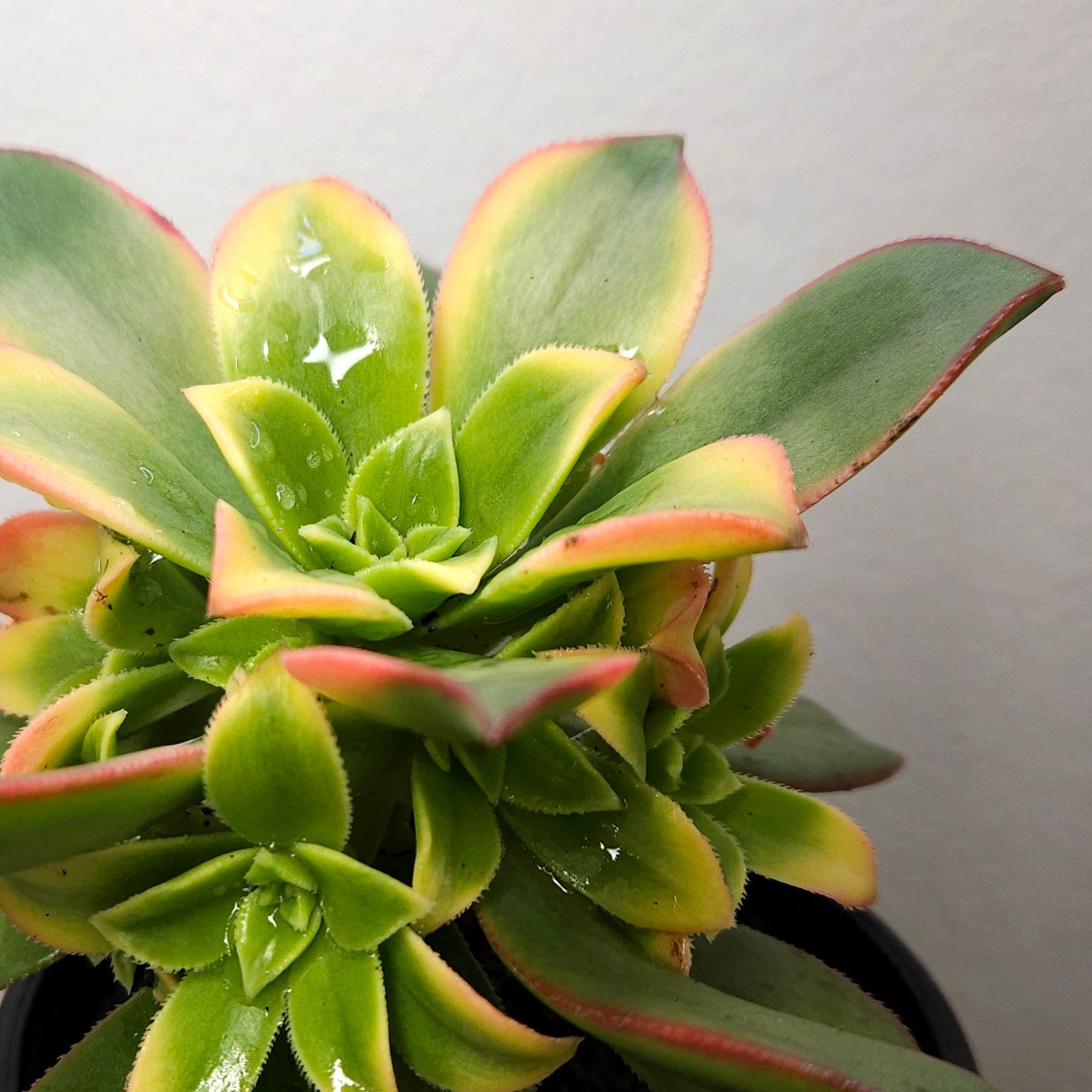 Aeonium Tricolour - Tricolour Houseleek