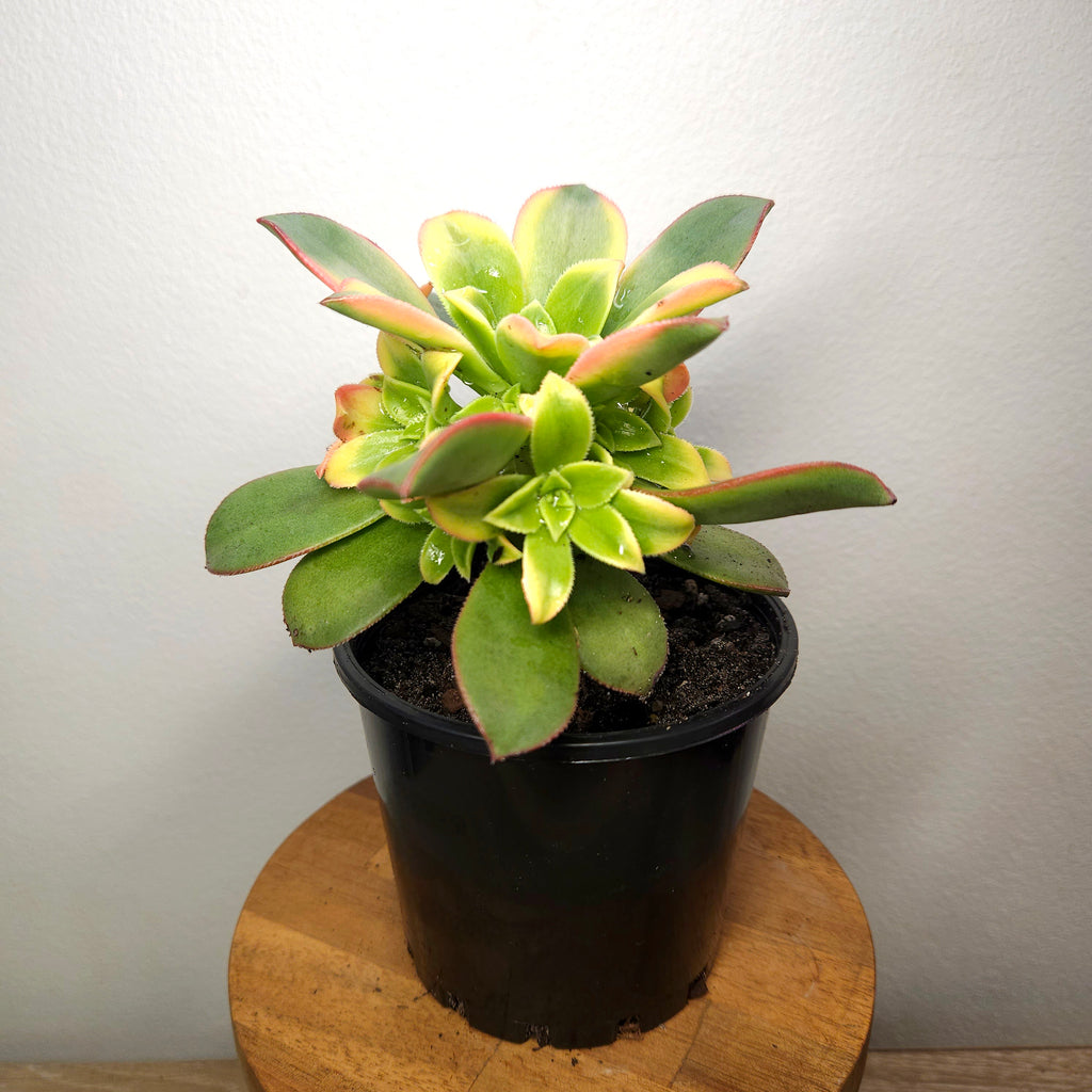 Aeonium Tricolour - Tricolour Houseleek