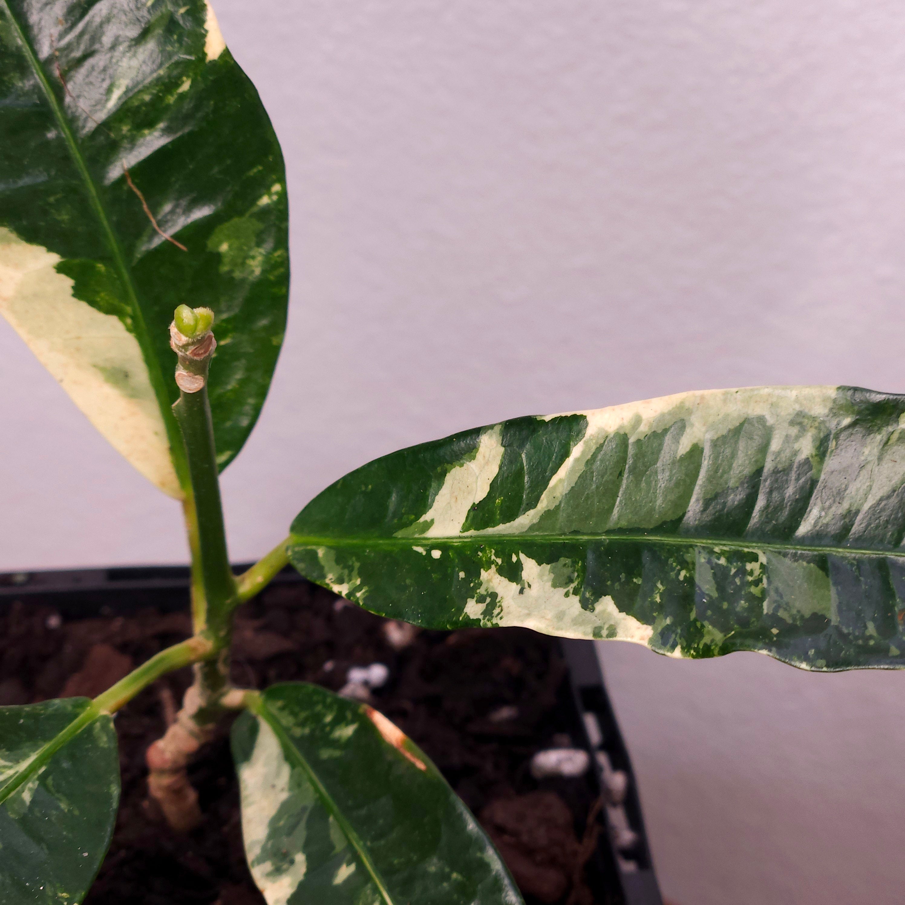Croton ‘Eburneum Splash’ – Rare Splash Variegated Croton