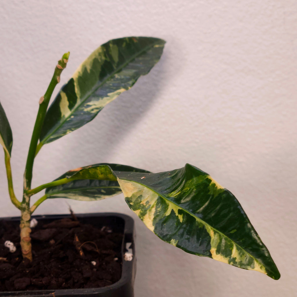 Croton ‘Eburneum Splash’ – Rare Splash Variegated Croton