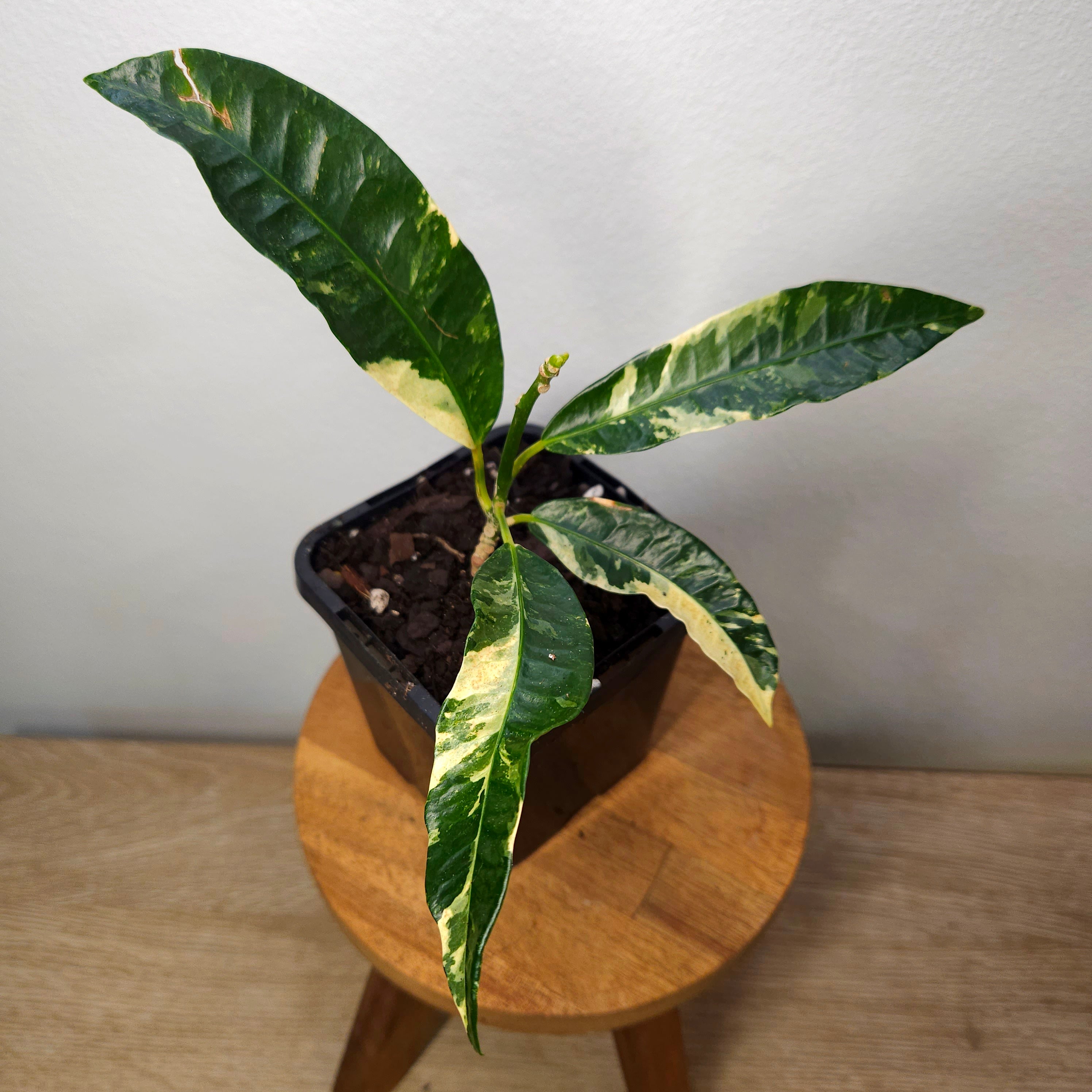 Croton ‘Eburneum Splash’ – Rare Splash Variegated Croton