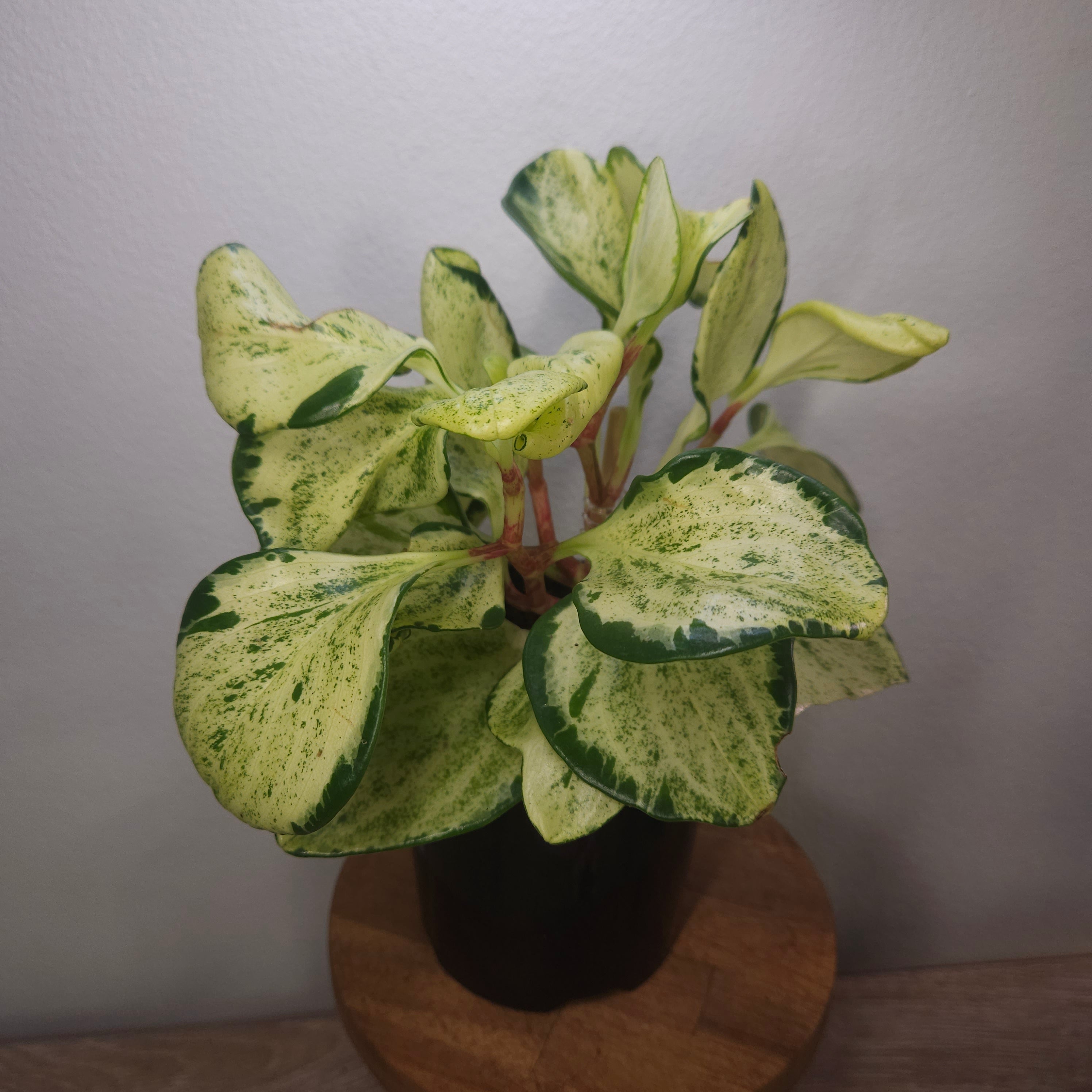Peperomia obtusifolia Marble - Marble Baby Rubber Plant