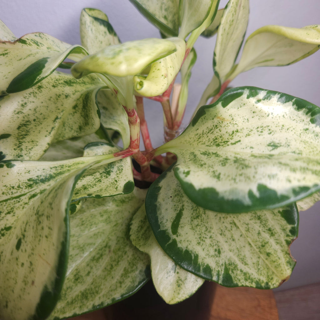Peperomia obtusifolia Marble - Marble Baby Rubber Plant