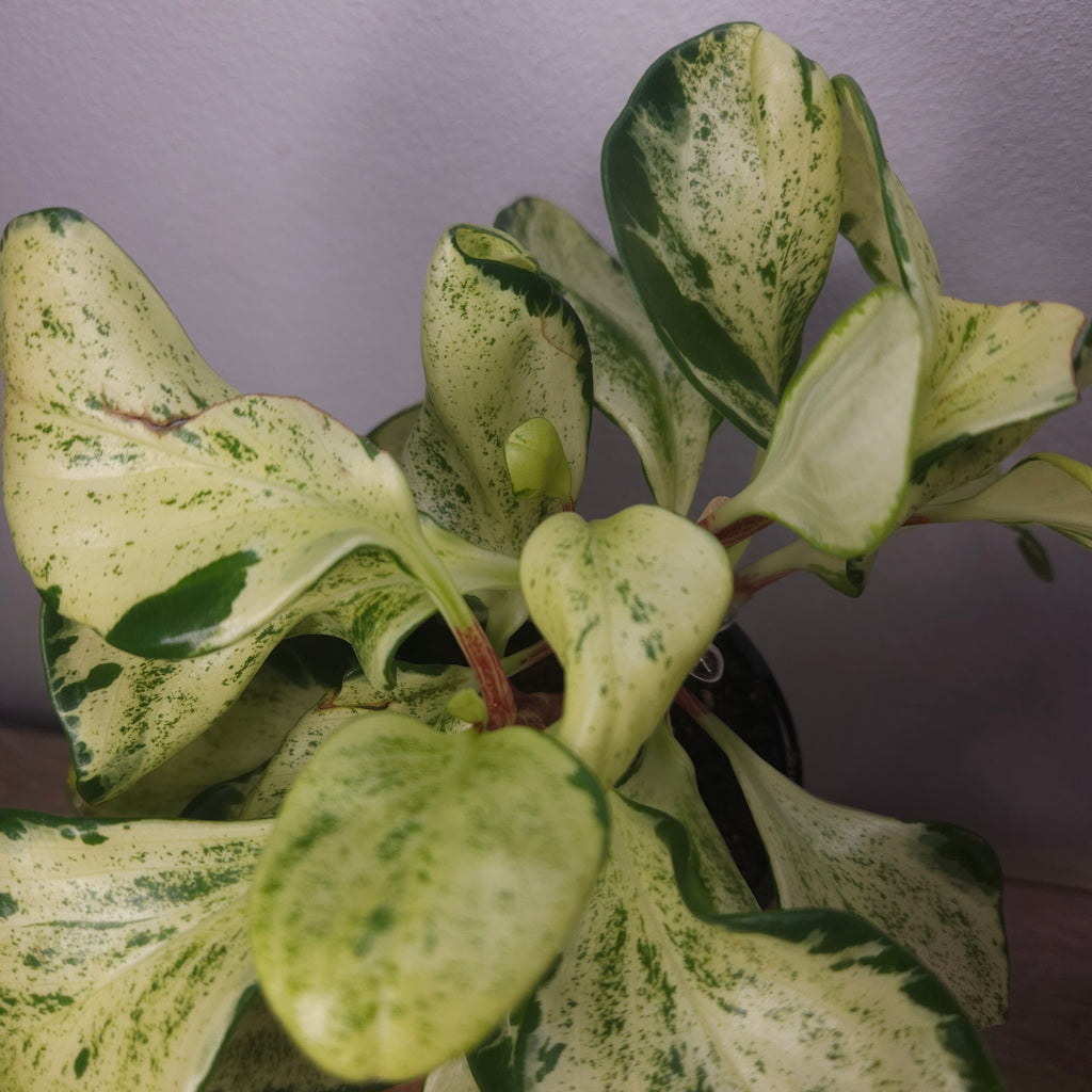 Peperomia obtusifolia Marble - Marble Baby Rubber Plant