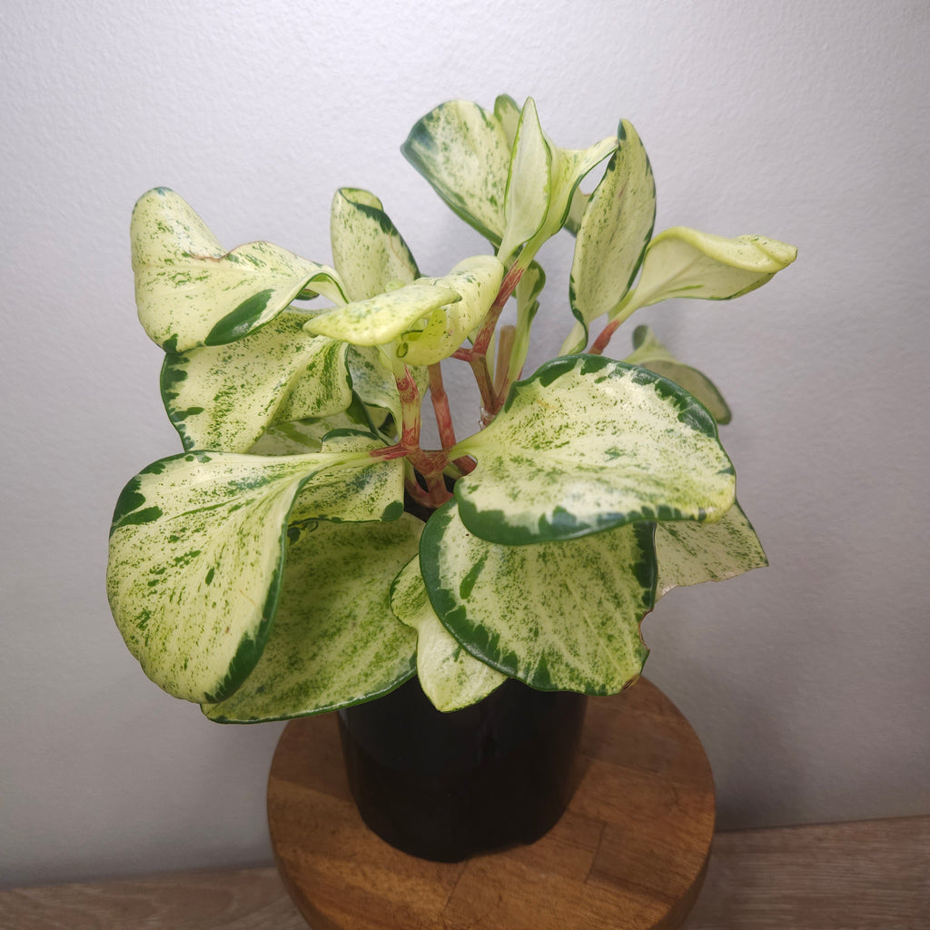 Peperomia obtusifolia Marble - Marble Baby Rubber Plant