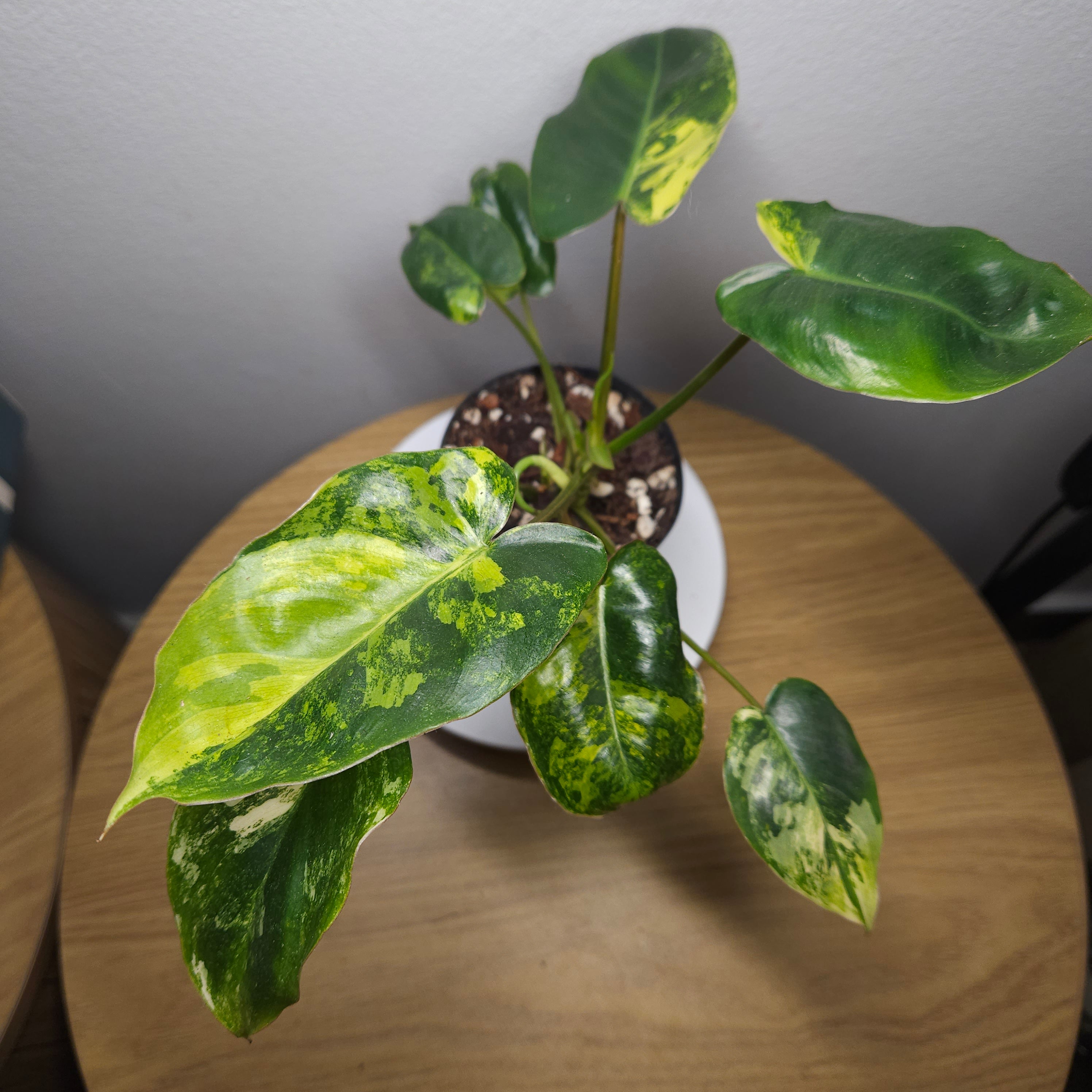 Philodendron Burle Marx Variegated – HIGH Variegation Rare Aroid
