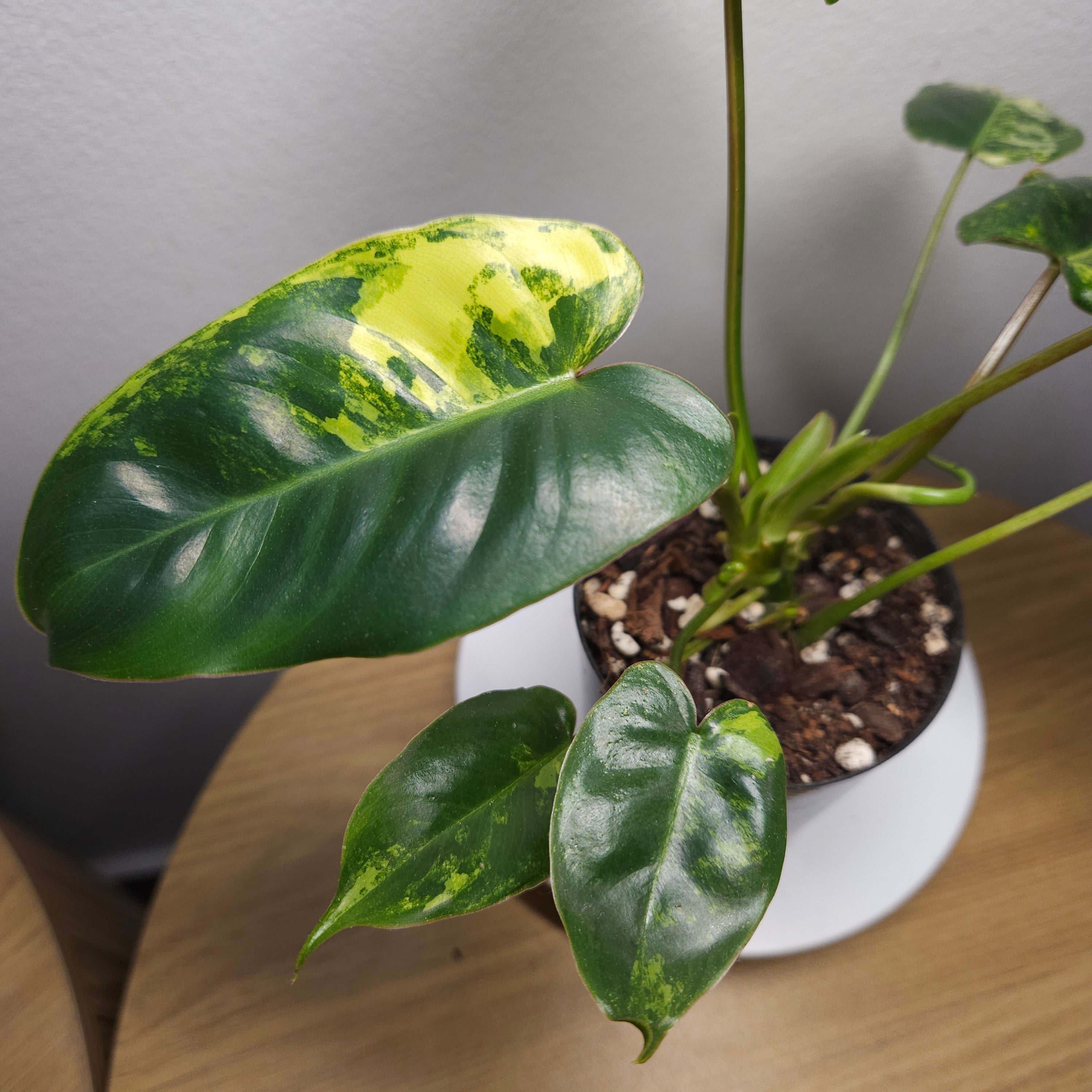 Philodendron Burle Marx Variegated – HIGH Variegation Rare Aroid
