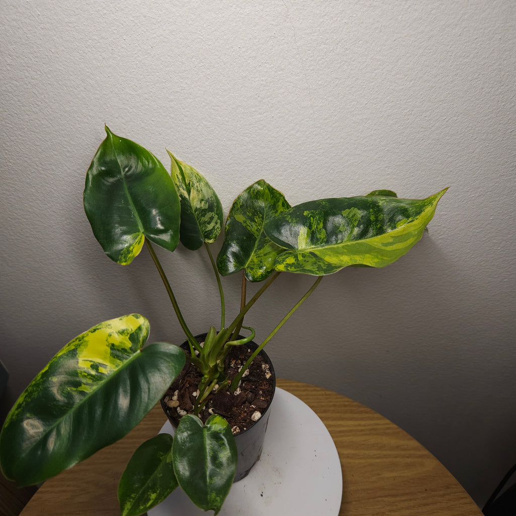 Philodendron Burle Marx Variegated – HIGH Variegation Rare Aroid