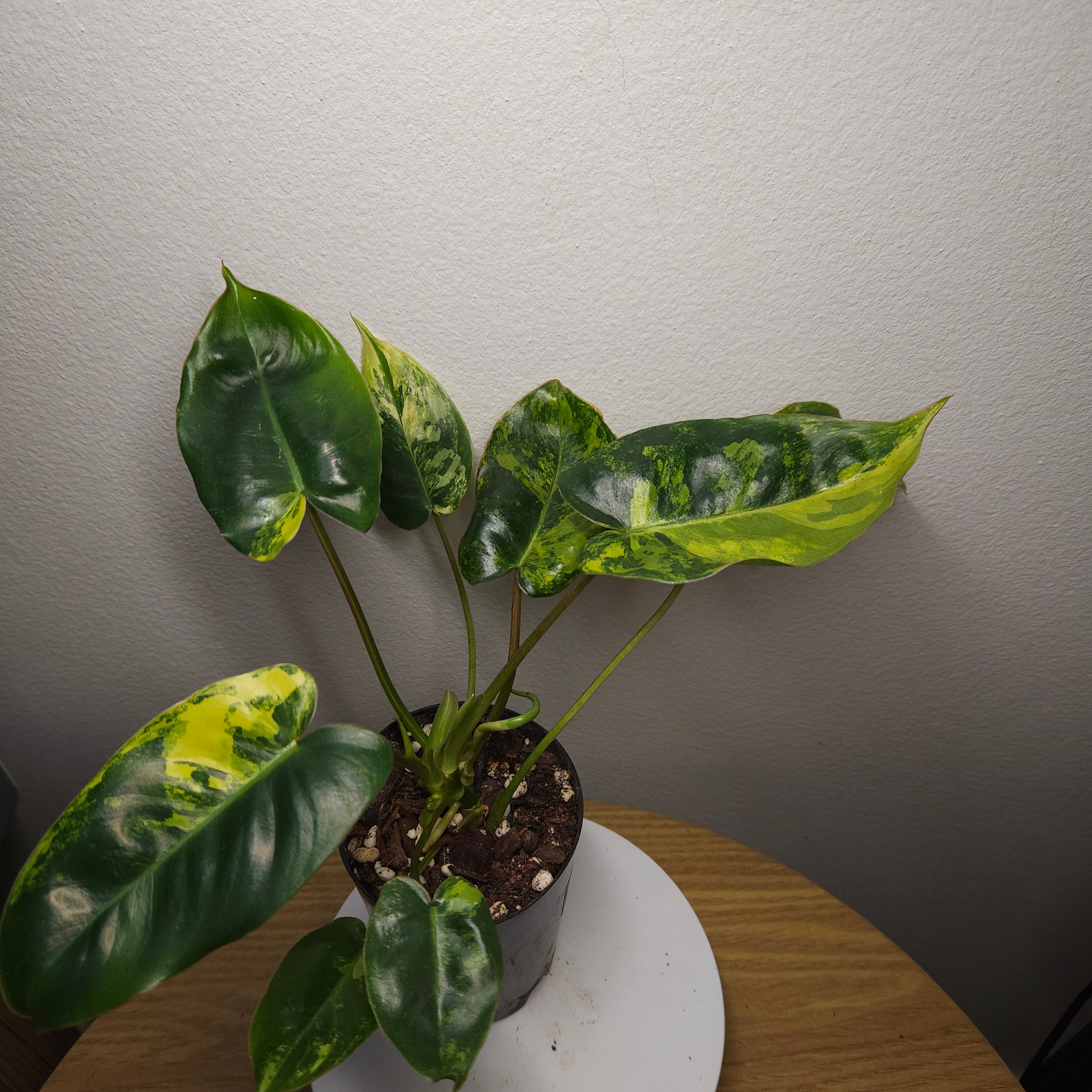 Philodendron Burle Marx Variegated – HIGH Variegation Rare Aroid