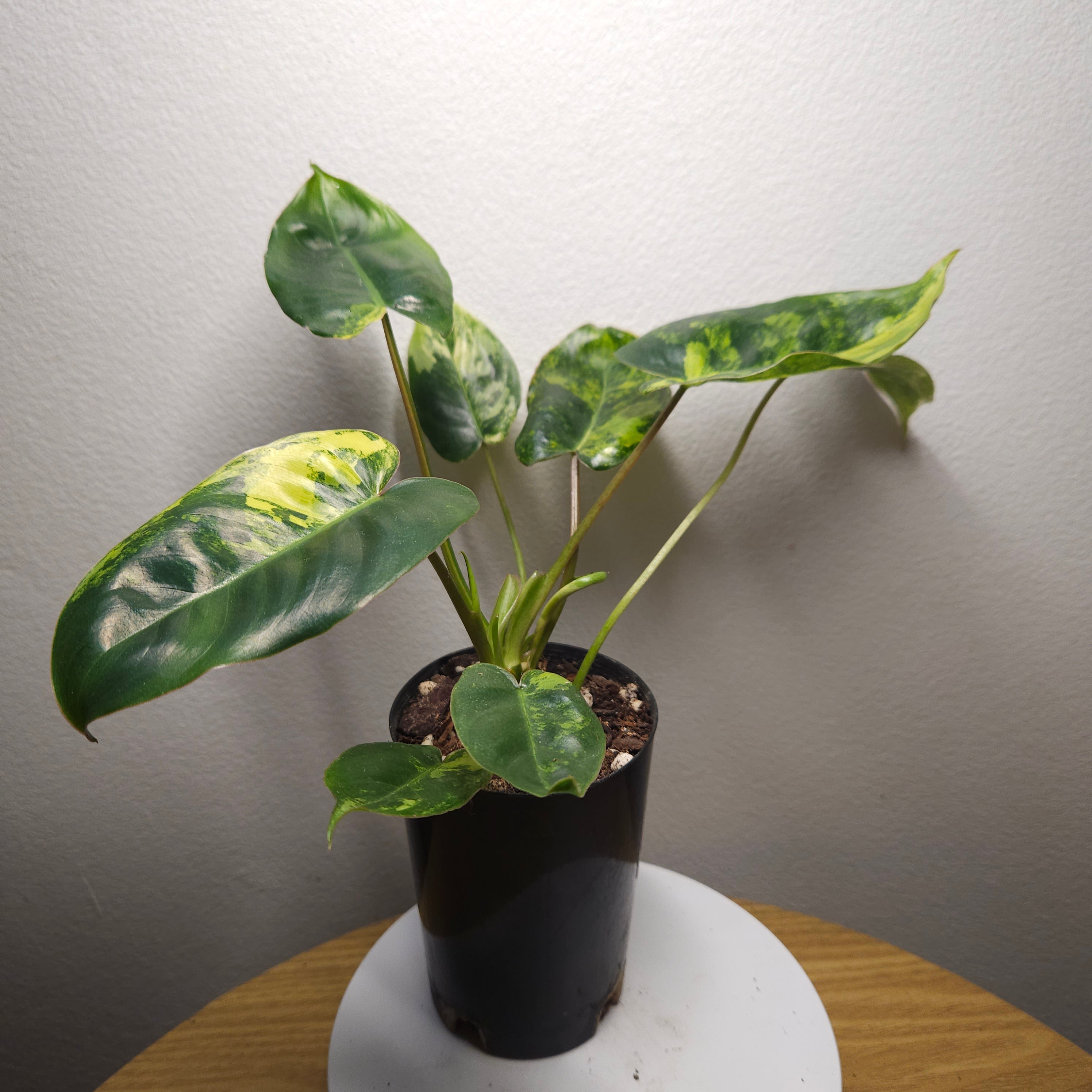 Philodendron Burle Marx Variegated – HIGH Variegation Rare Aroid