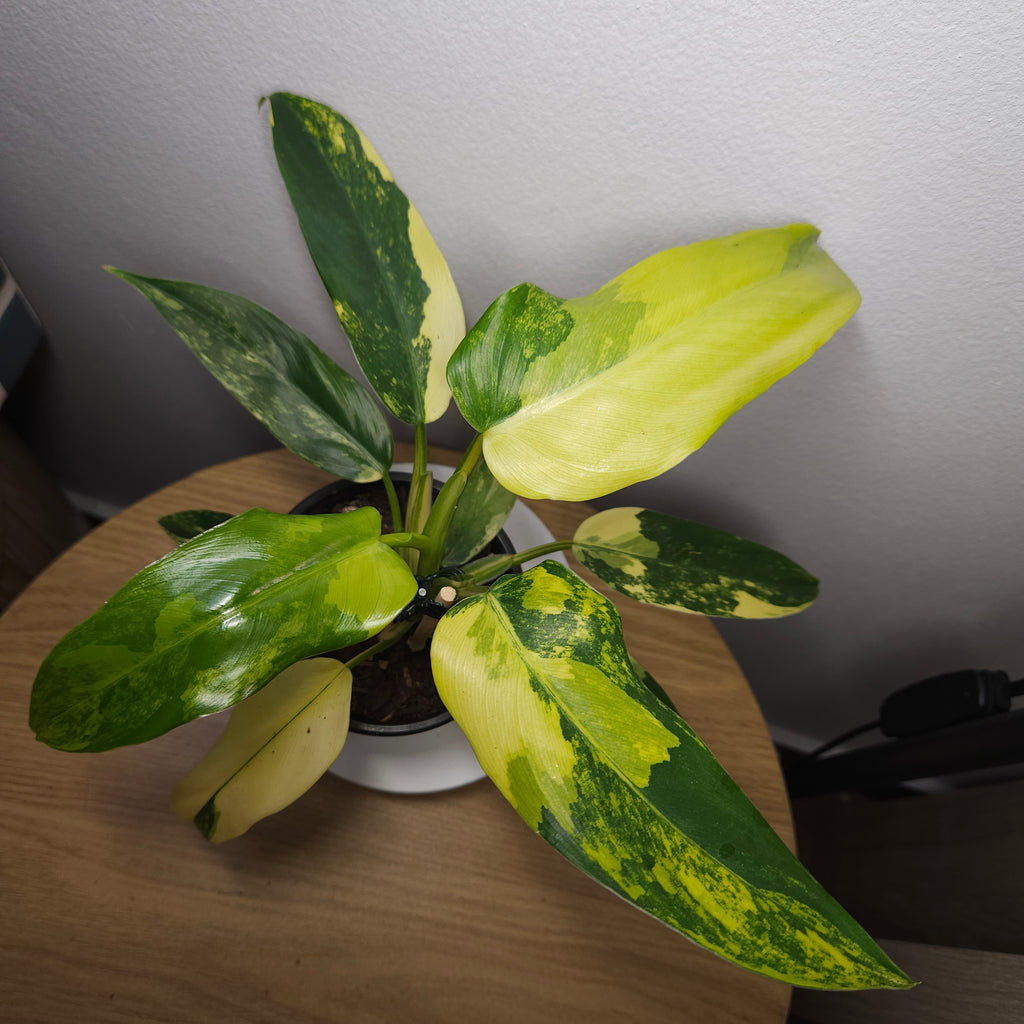Philodendron Domesticum Variegata