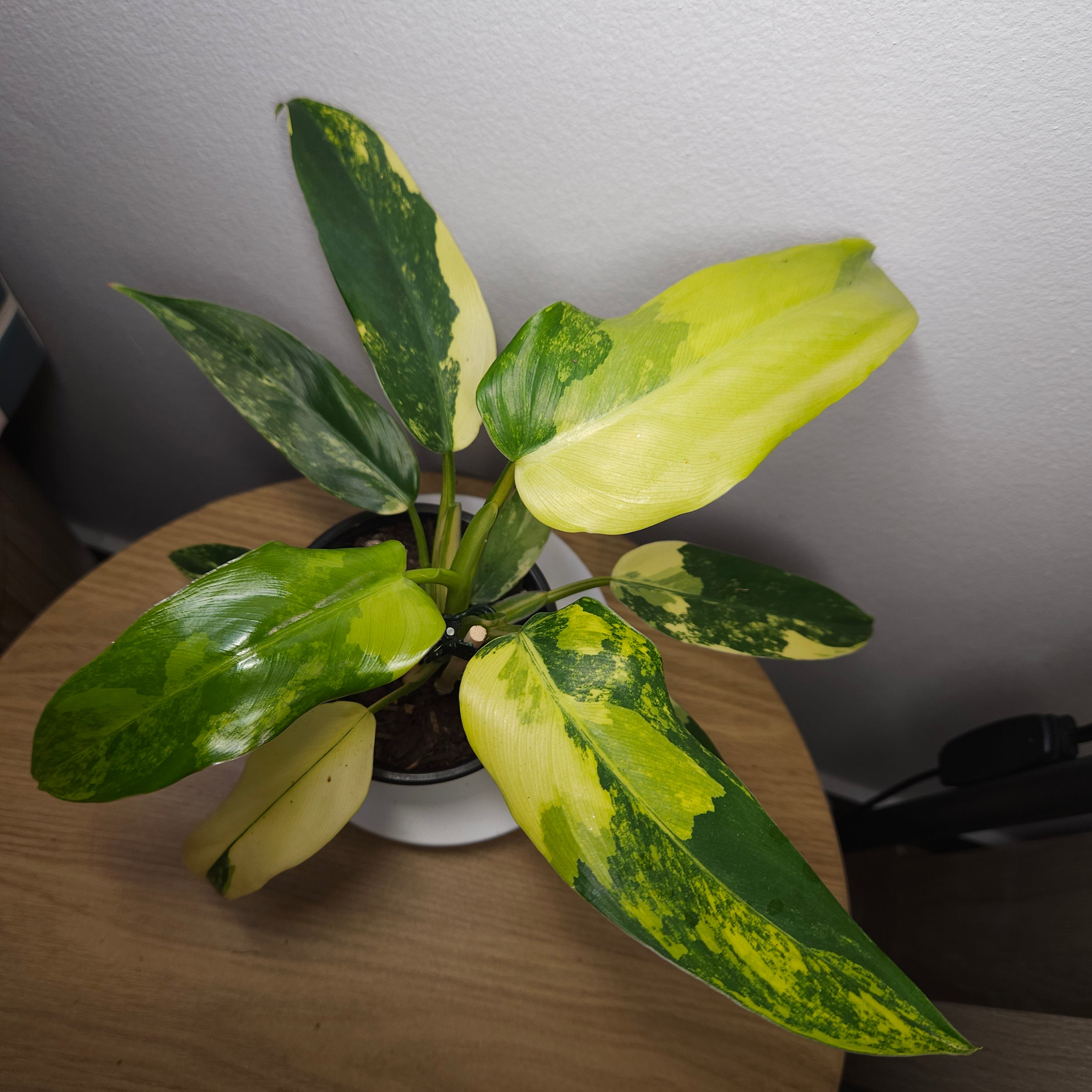Philodendron Domesticum Variegata