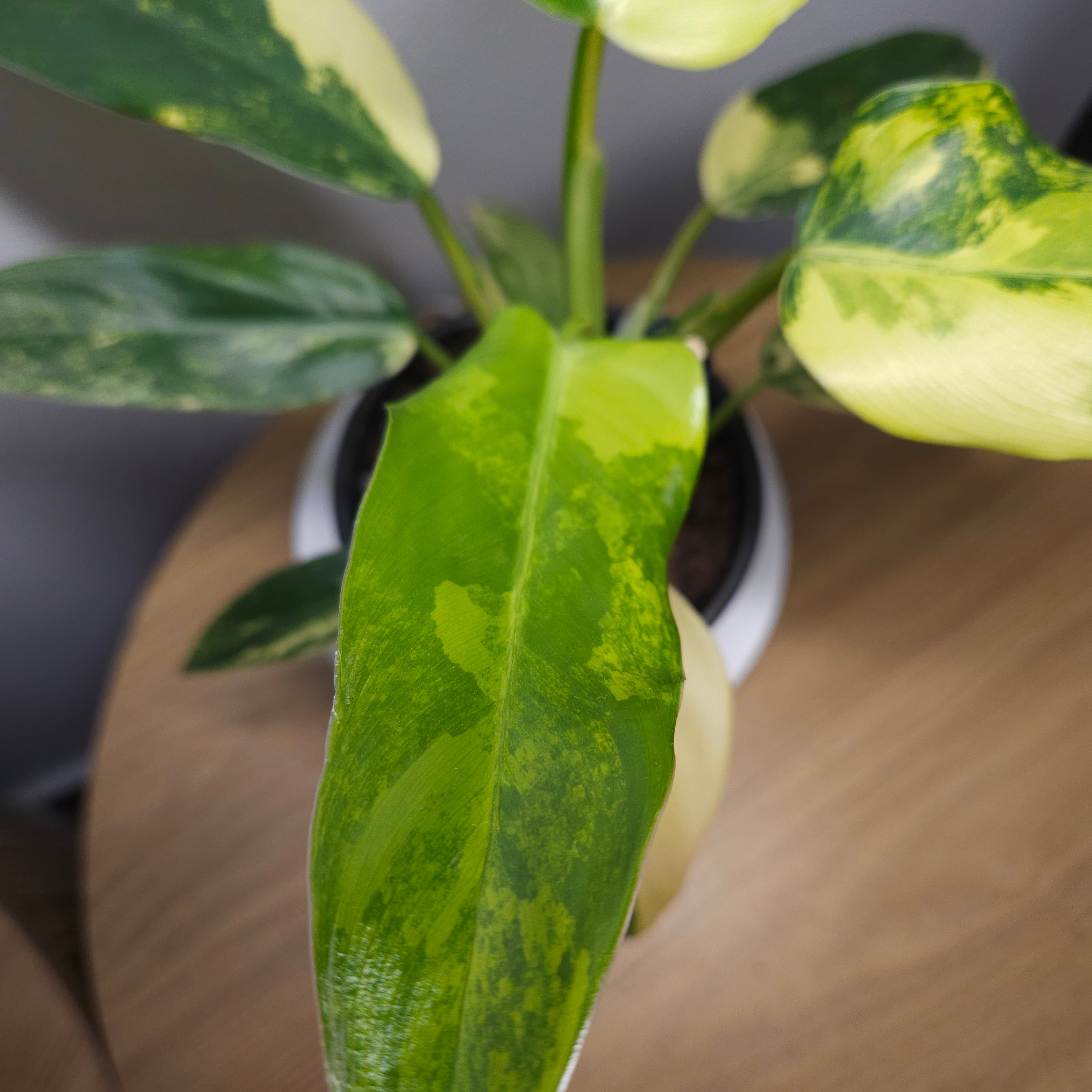 Philodendron Domesticum Variegata