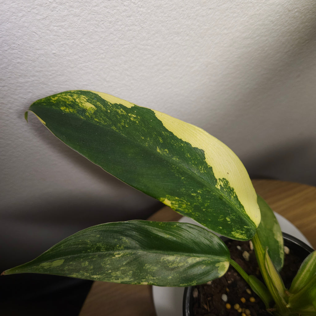 Philodendron Domesticum Variegata