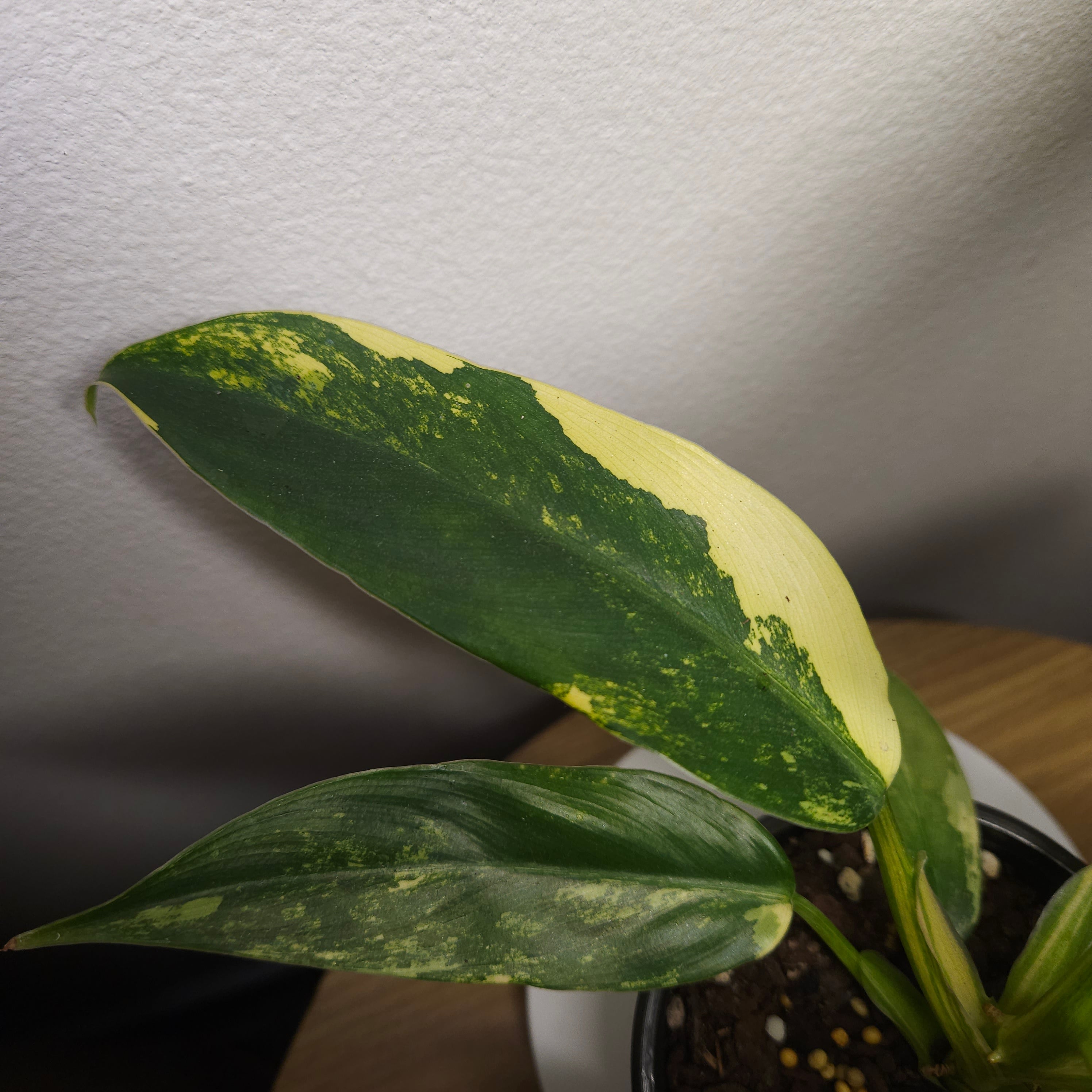 Philodendron Domesticum Variegata