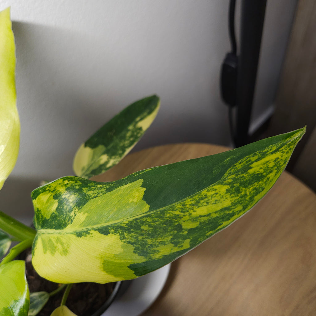 Philodendron Domesticum Variegata