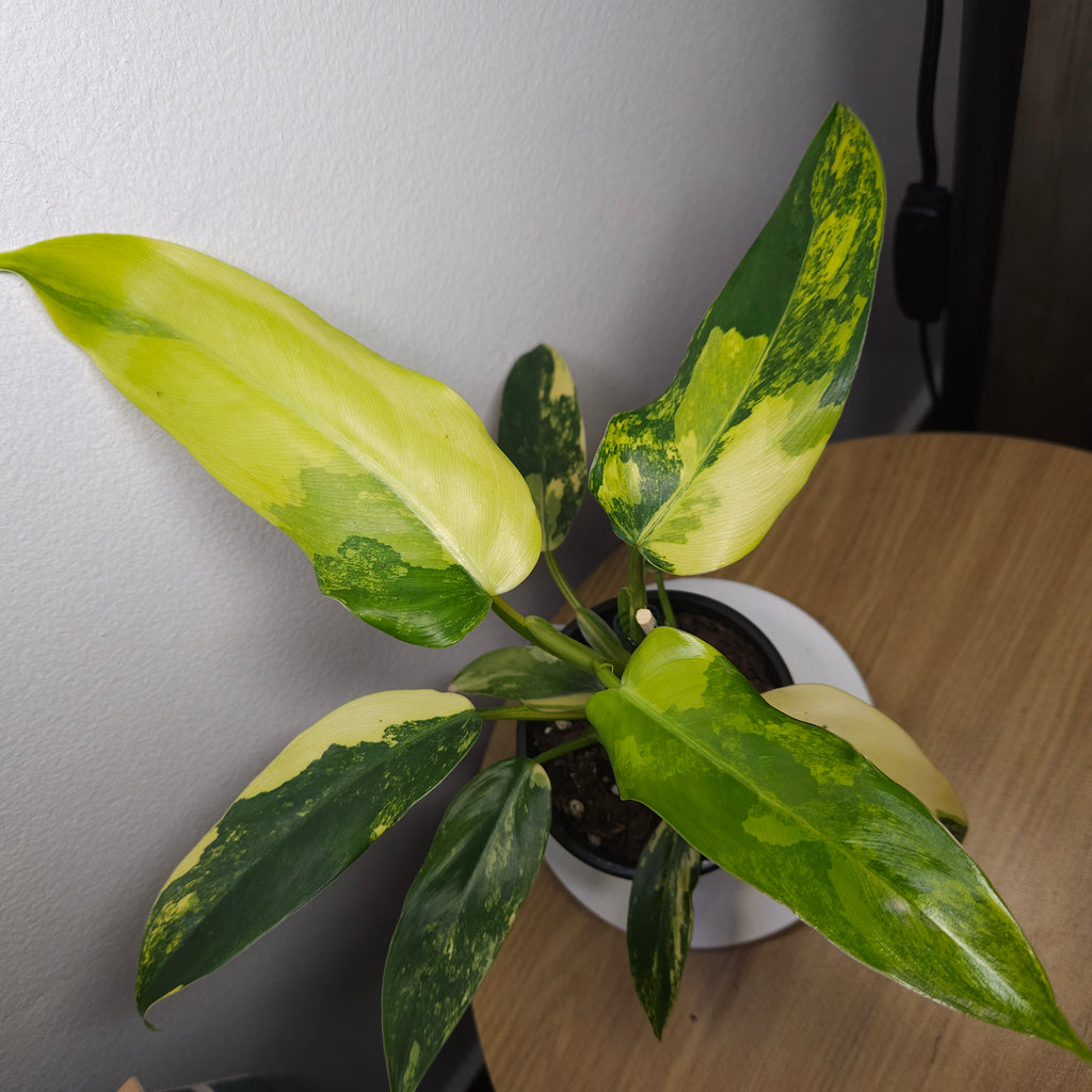 Philodendron Domesticum Variegata