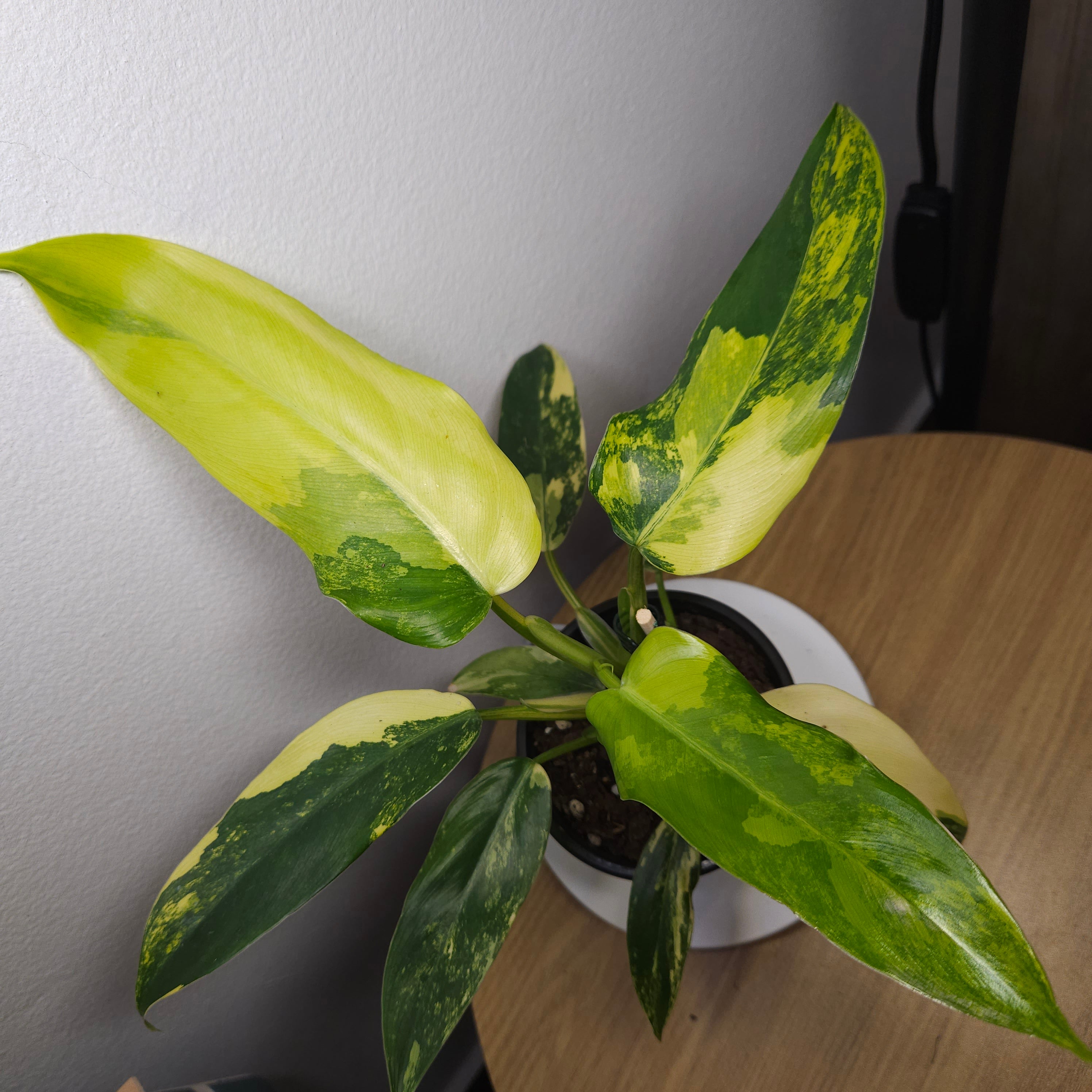 Philodendron Domesticum Variegata