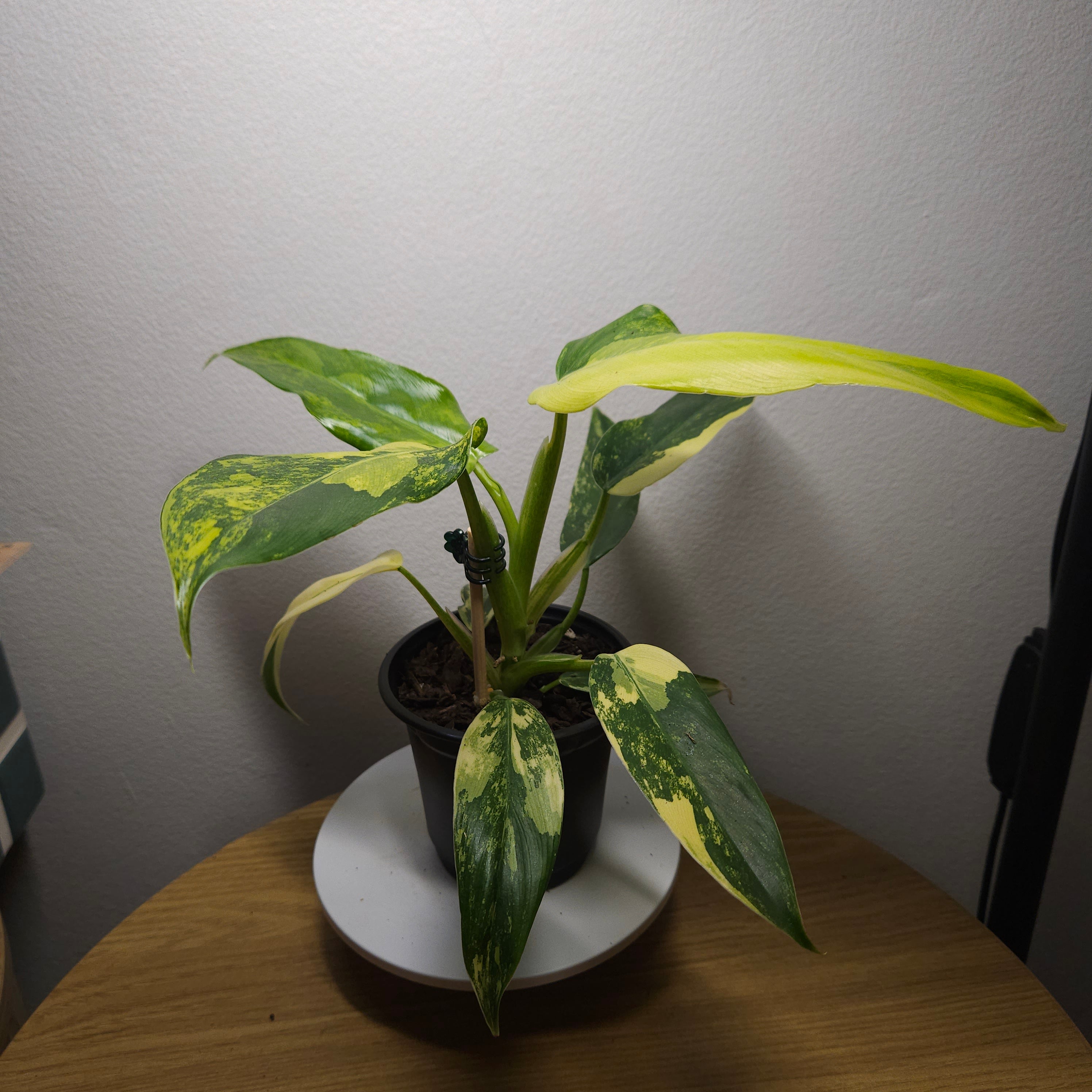 Philodendron Domesticum Variegata