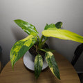 Philodendron Domesticum Variegata