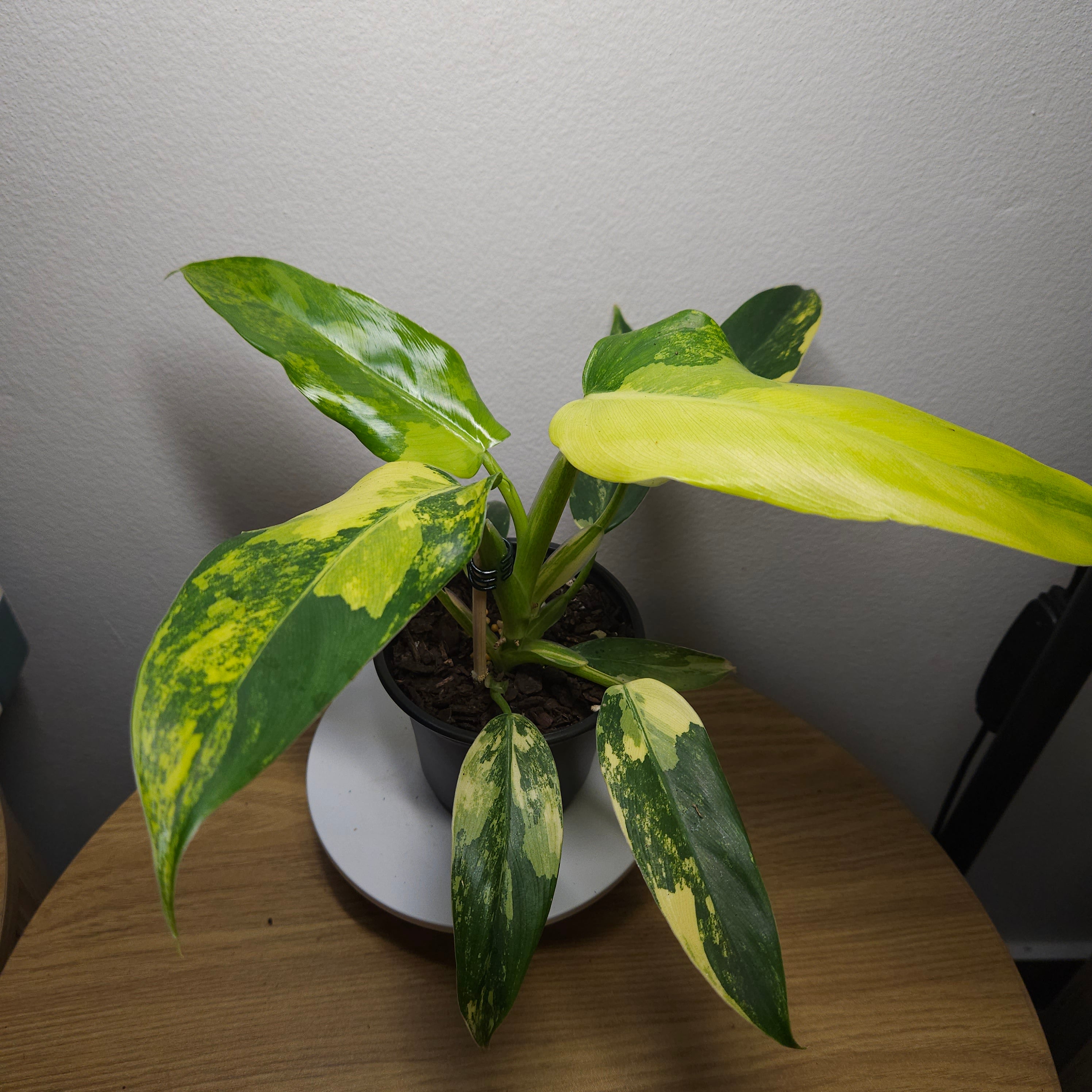 Philodendron Domesticum Variegata