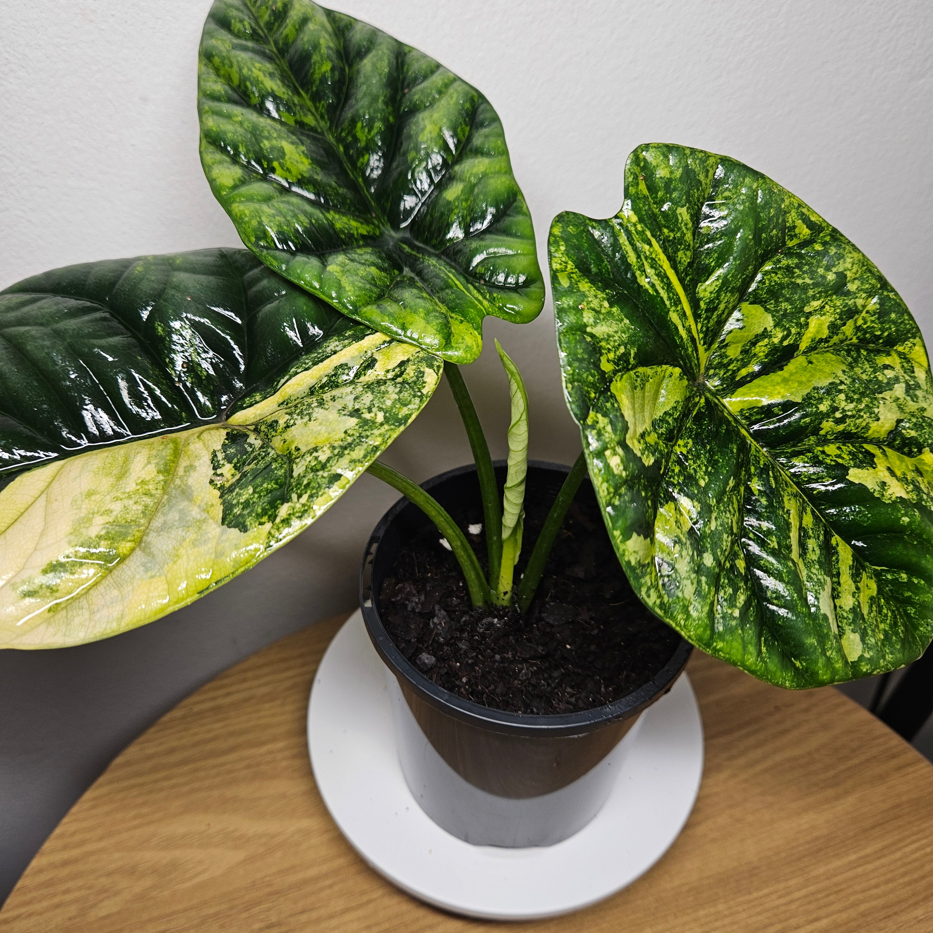 Alocasia Sinuata Variegata - Rare Bullata Jewel Alocasia